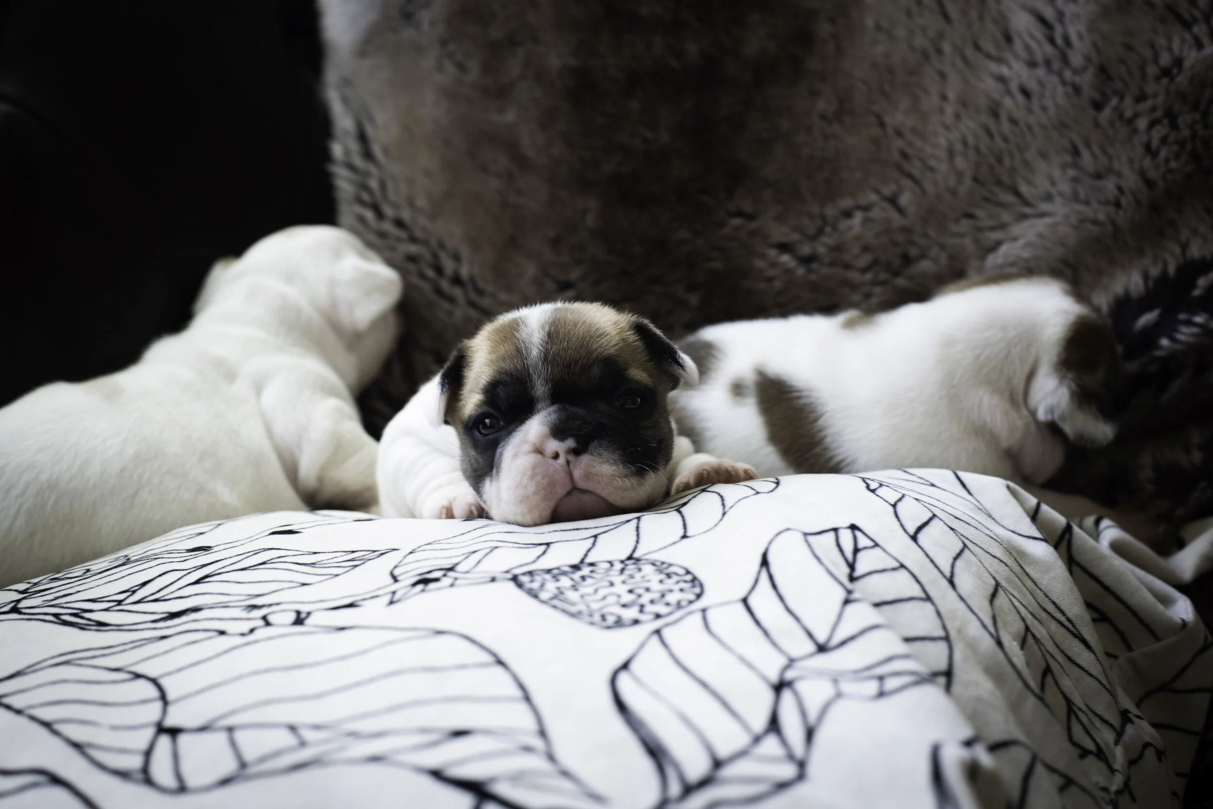 frenchie jan 13 2020 WEB-5.jpg