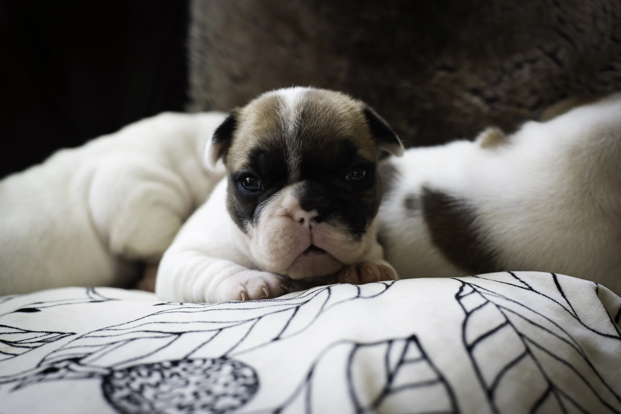 frenchie jan 13 2020 WEB-4.jpg