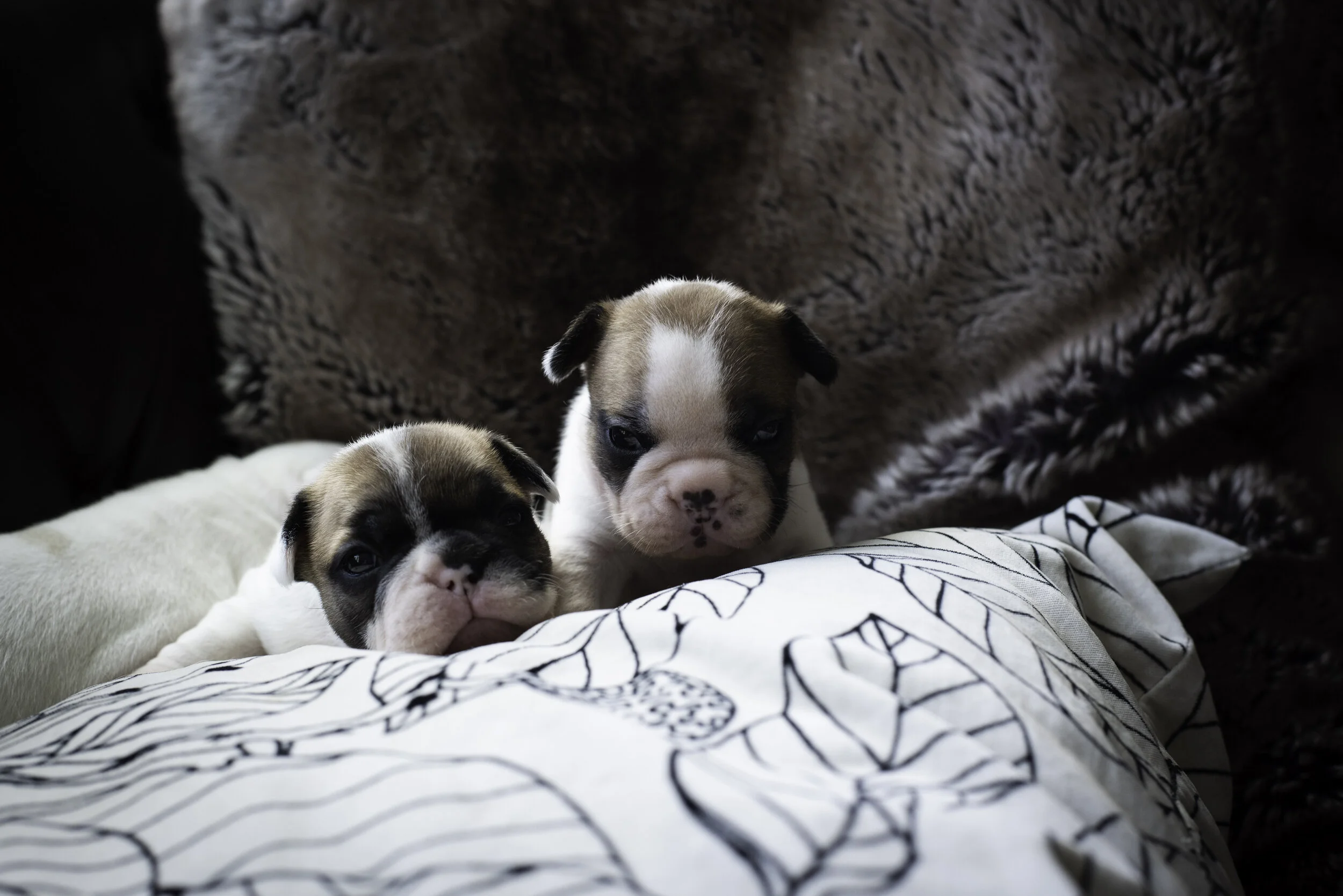 frenchie jan 13 2020 WEB-6.jpg