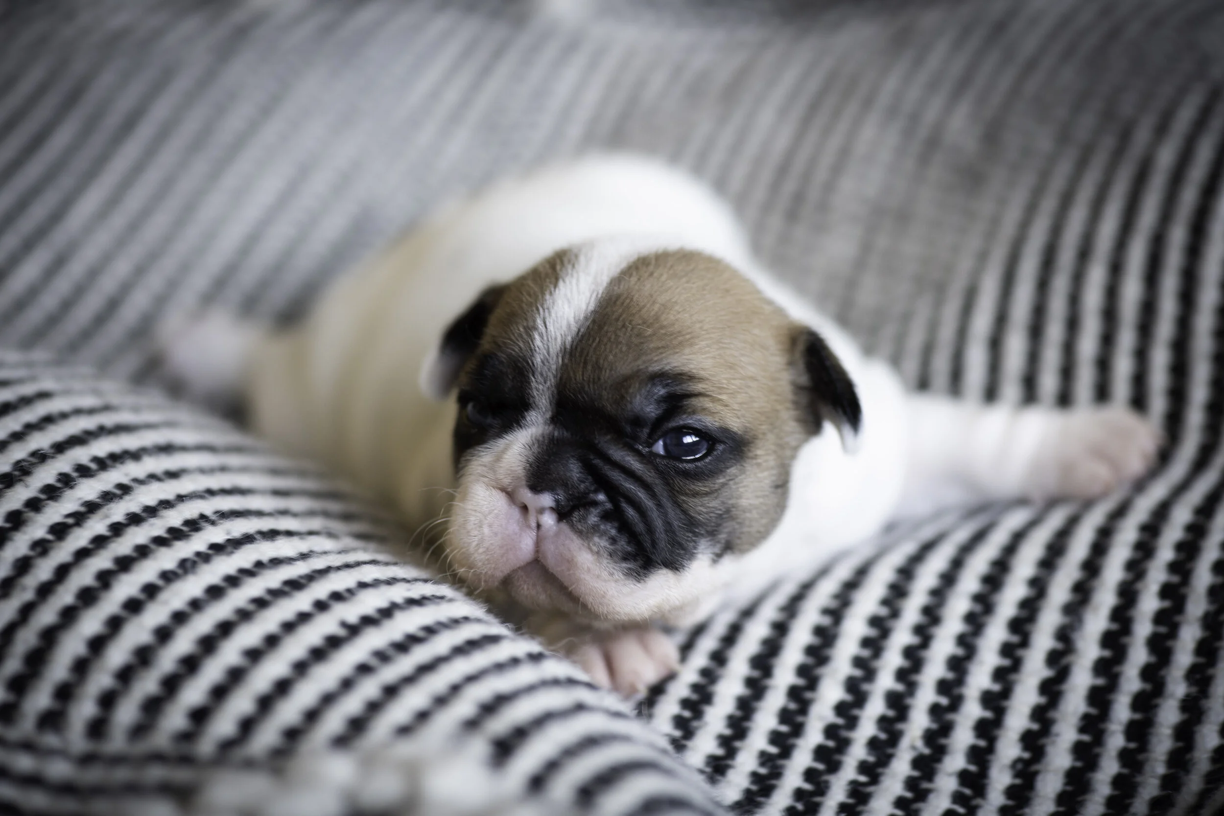 frenchie jan 10 2020 web-5.jpg