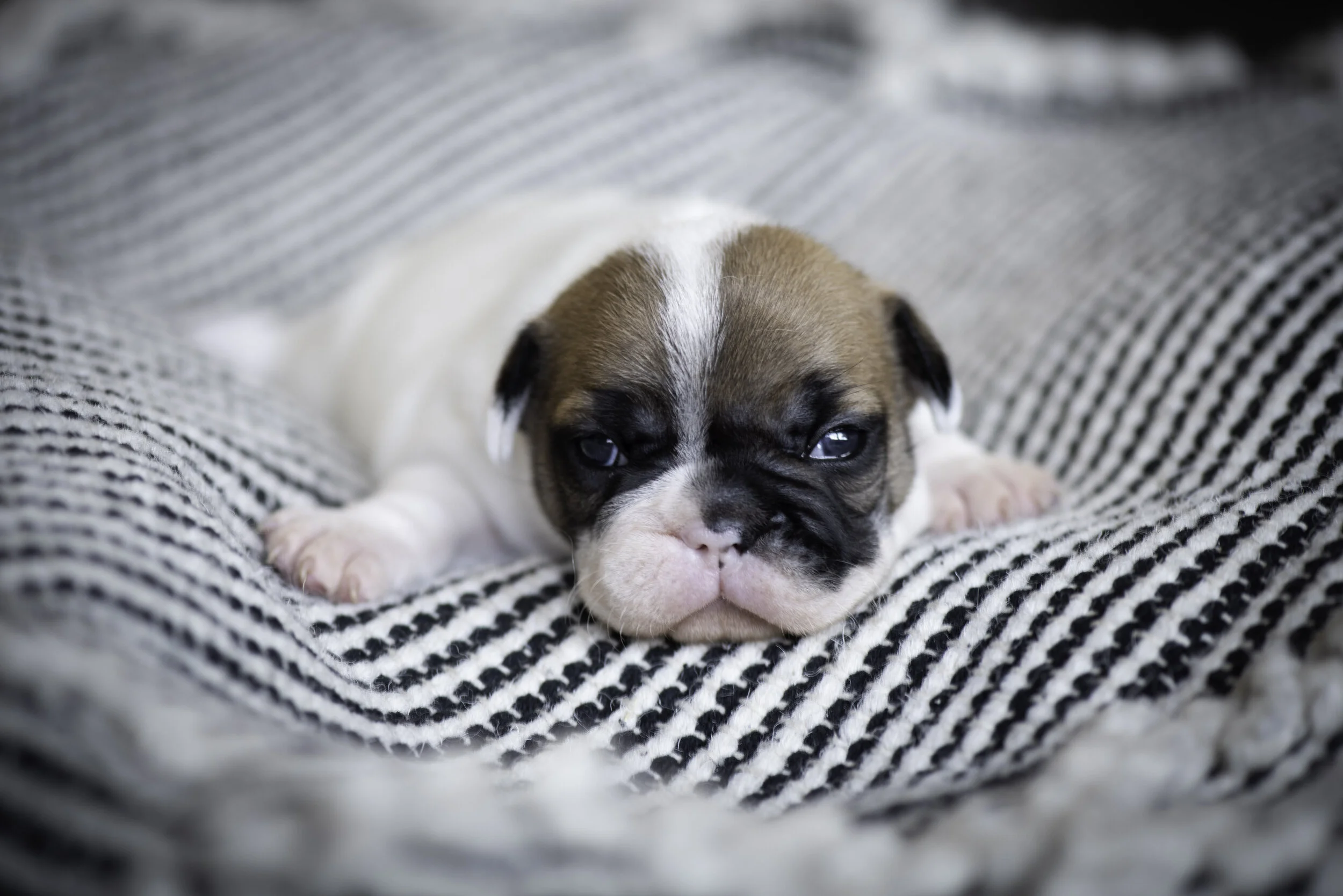 frenchie jan 10 2020 web-4.jpg