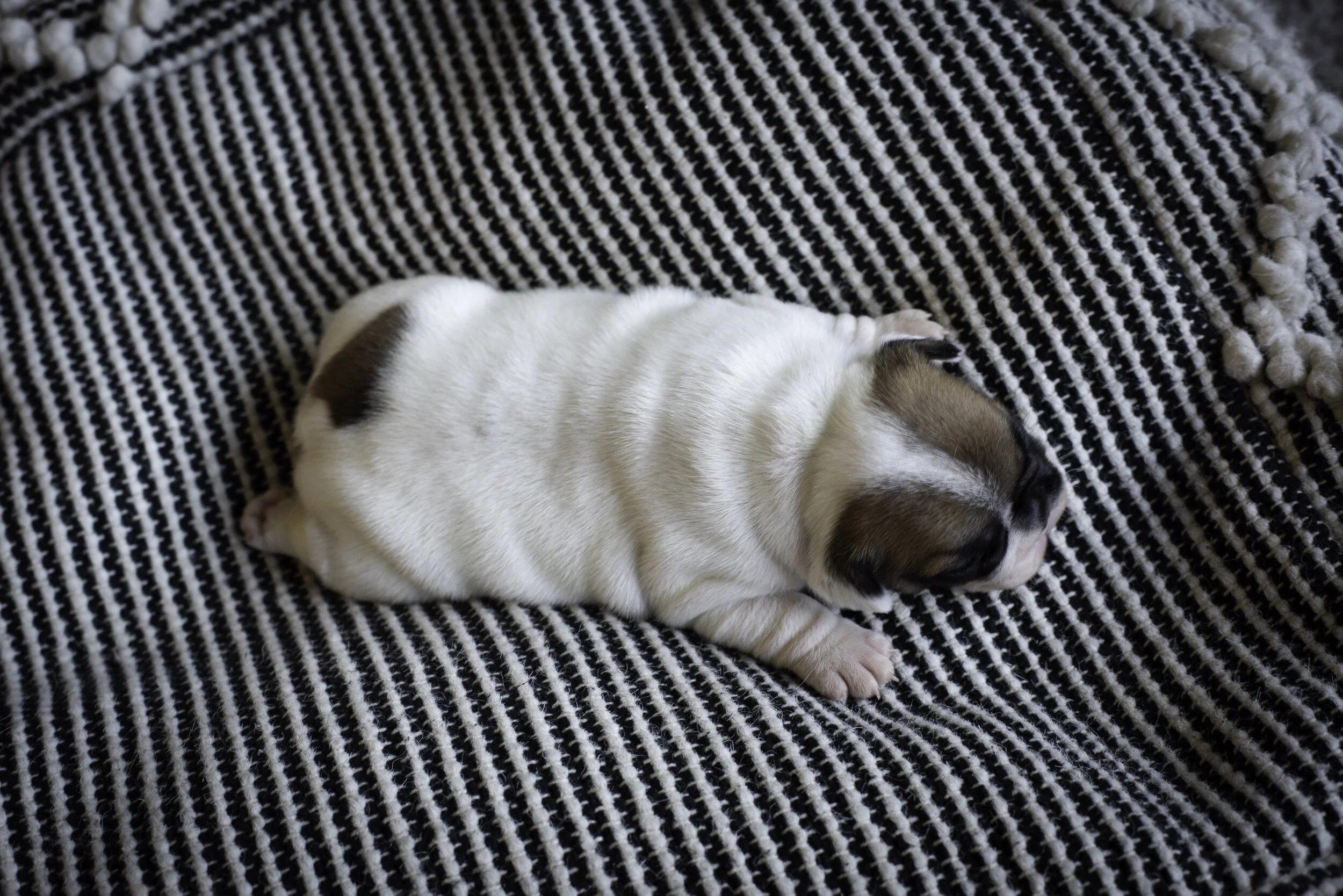 frenchie jan 10 2020 web-6.jpg