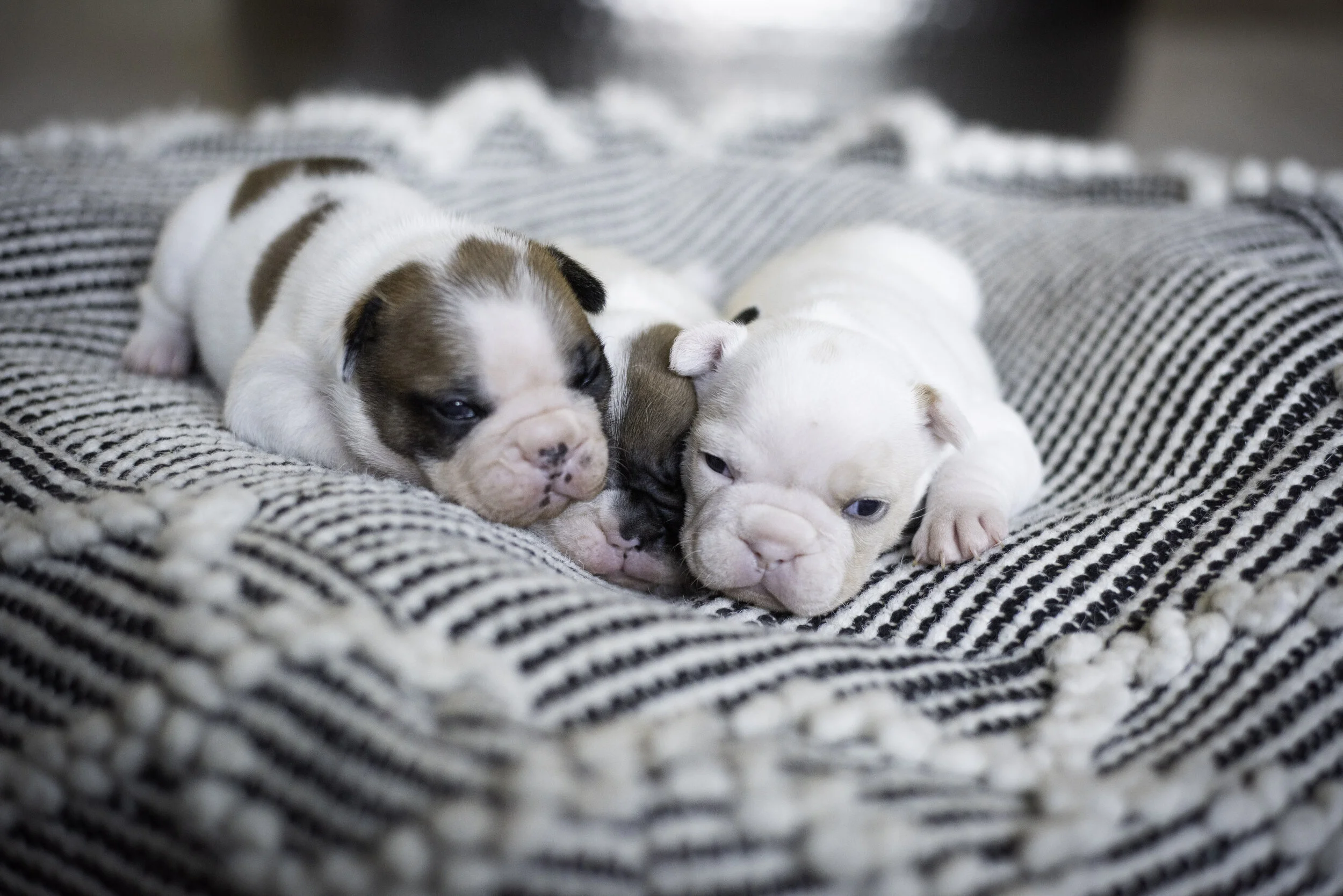 frenchie jan 10 2020 web-7.jpg