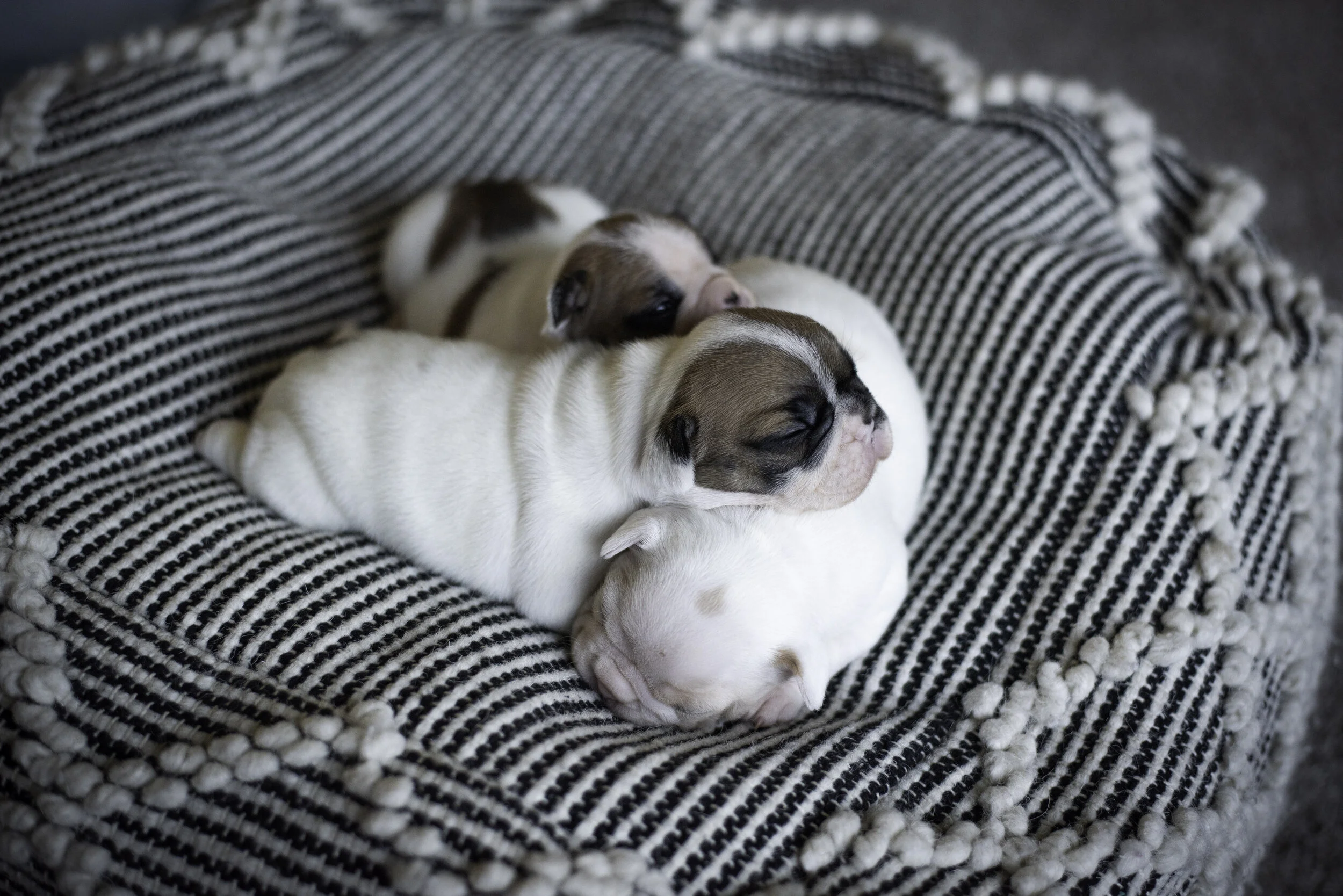 frenchie jan 10 2020 web-10.jpg