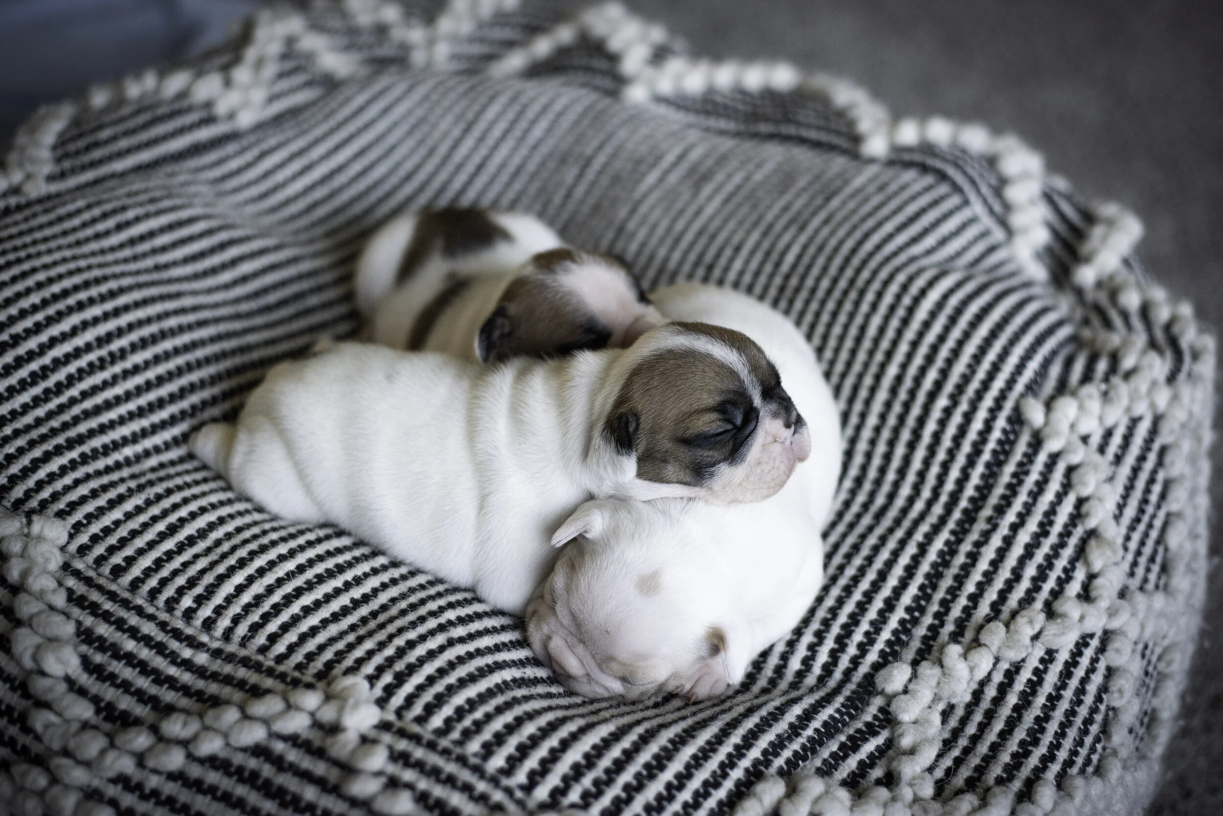 frenchie jan 10 2020 web-9.jpg