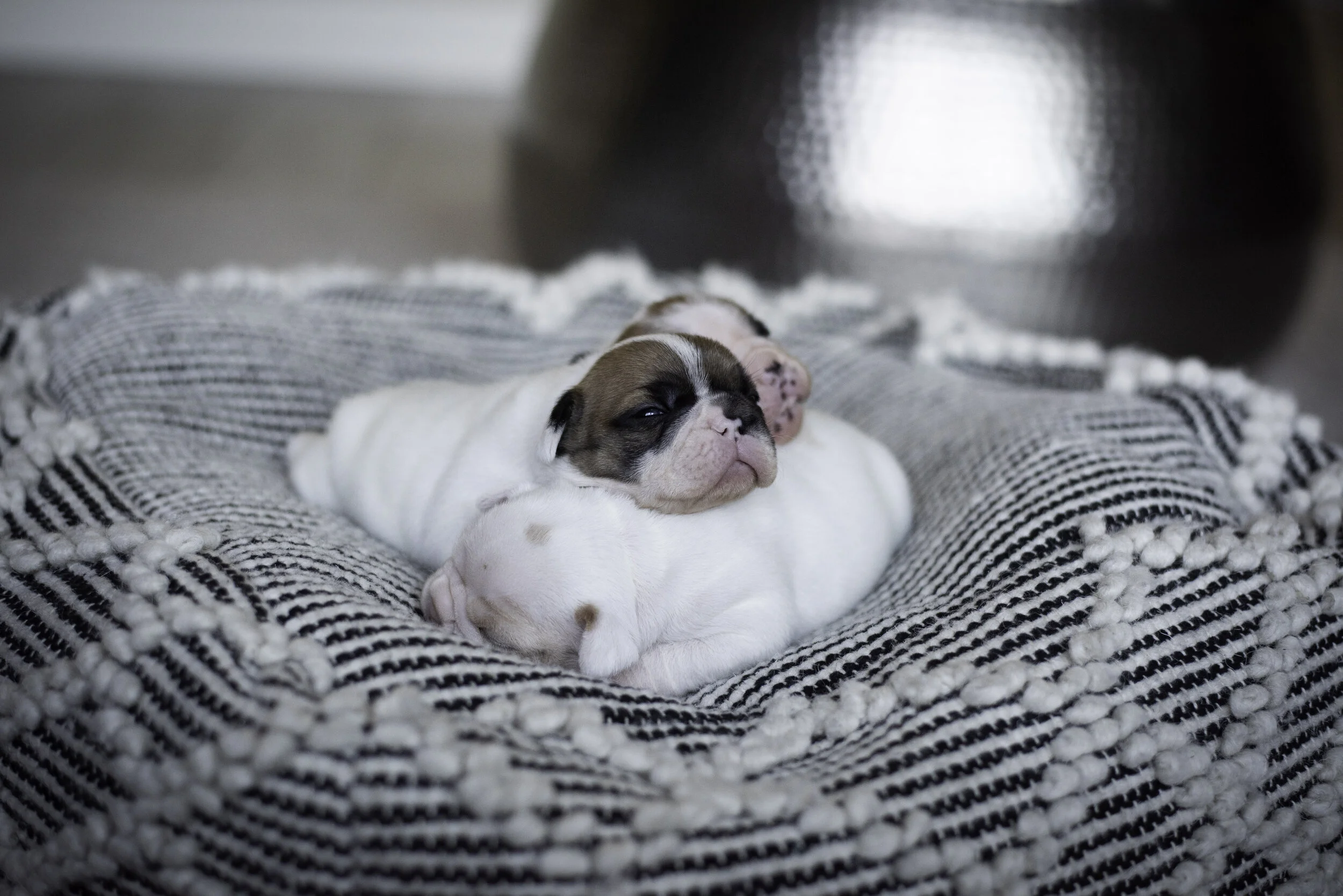 frenchie jan 10 2020 web-12.jpg