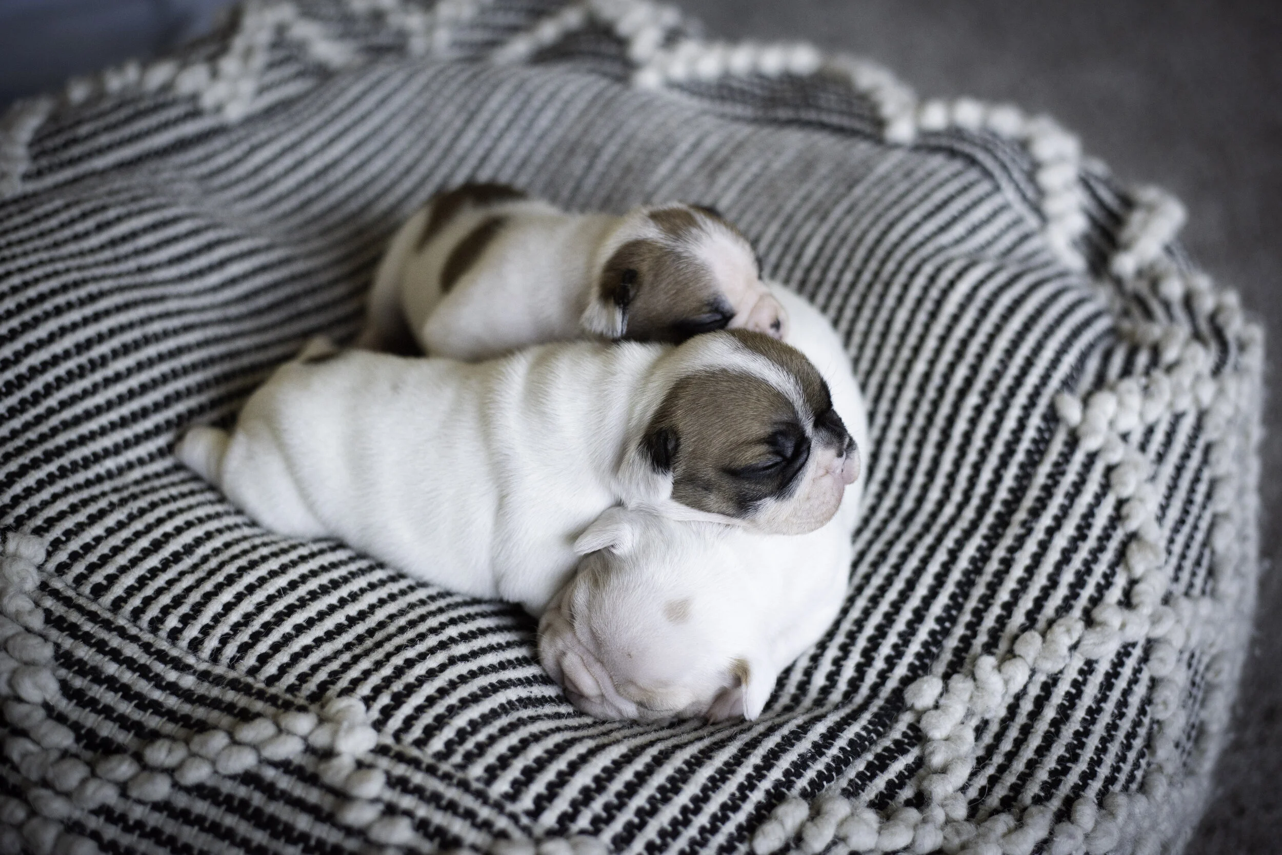 frenchie jan 10 2020 web-11.jpg