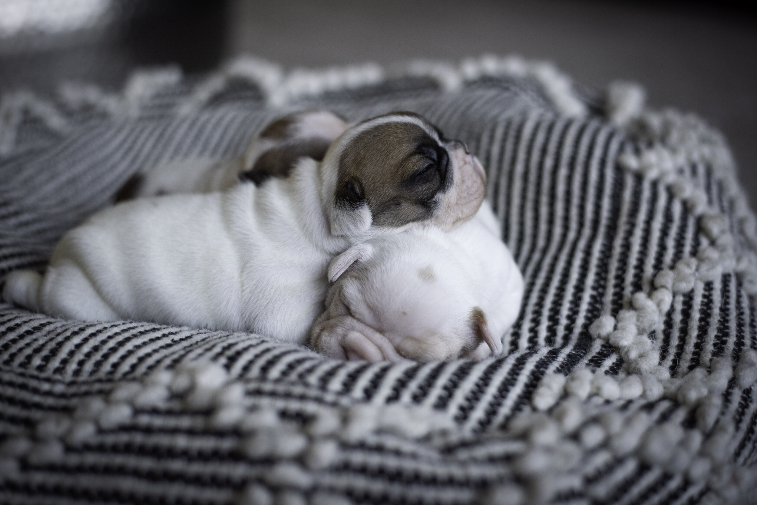 frenchie jan 10 2020 web-14.jpg