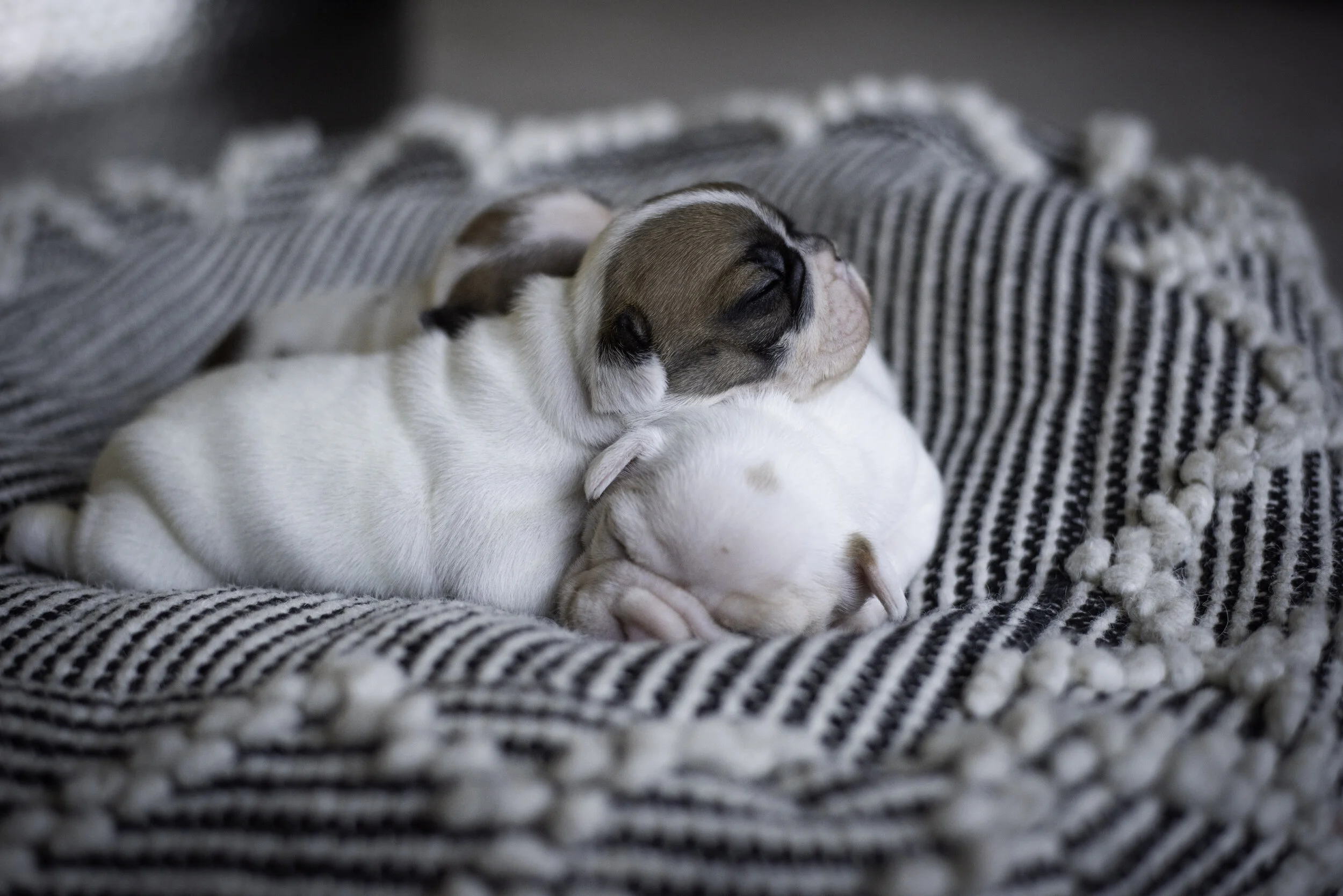 frenchie jan 10 2020 web-13.jpg