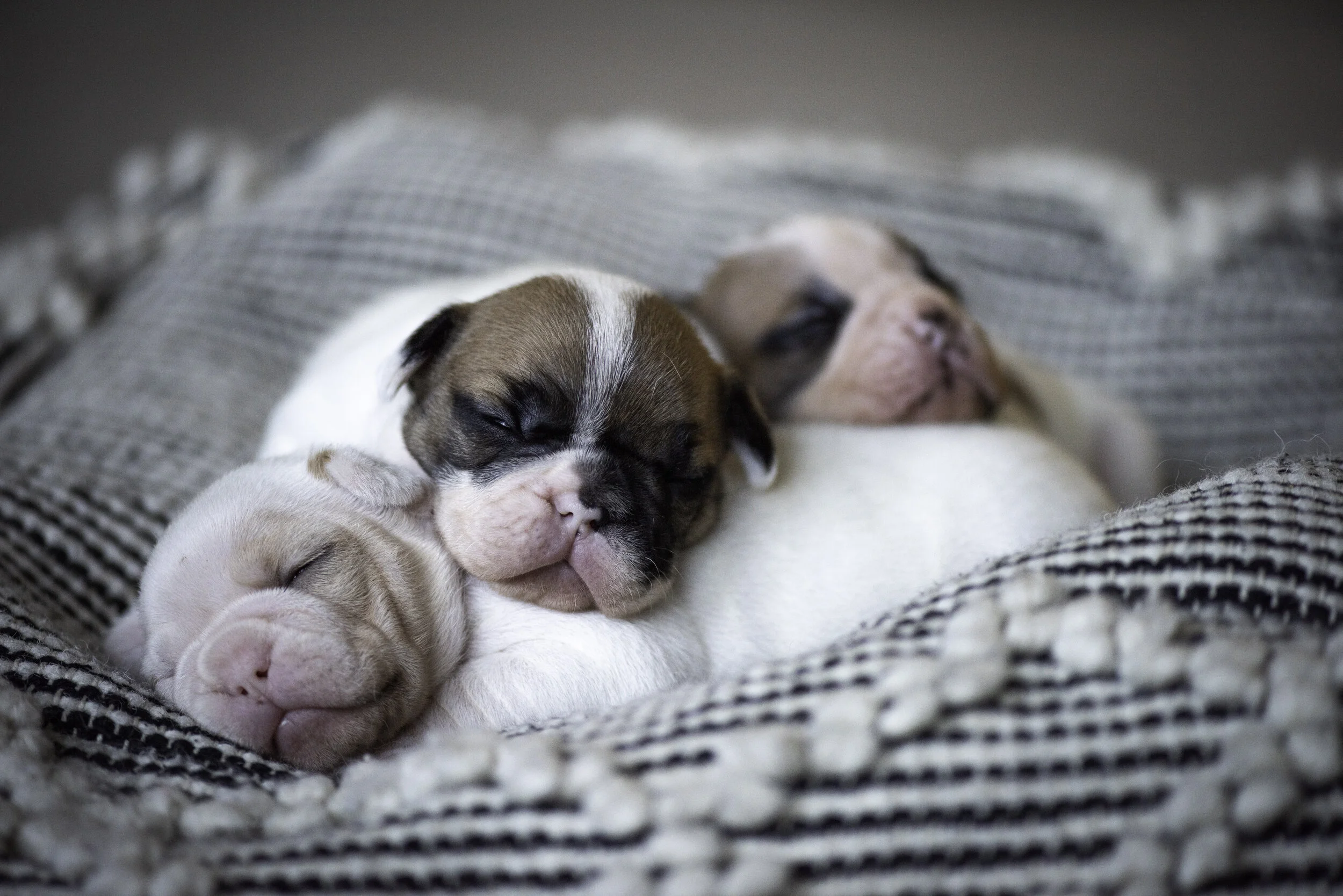 frenchie jan 10 2020 web-17.jpg