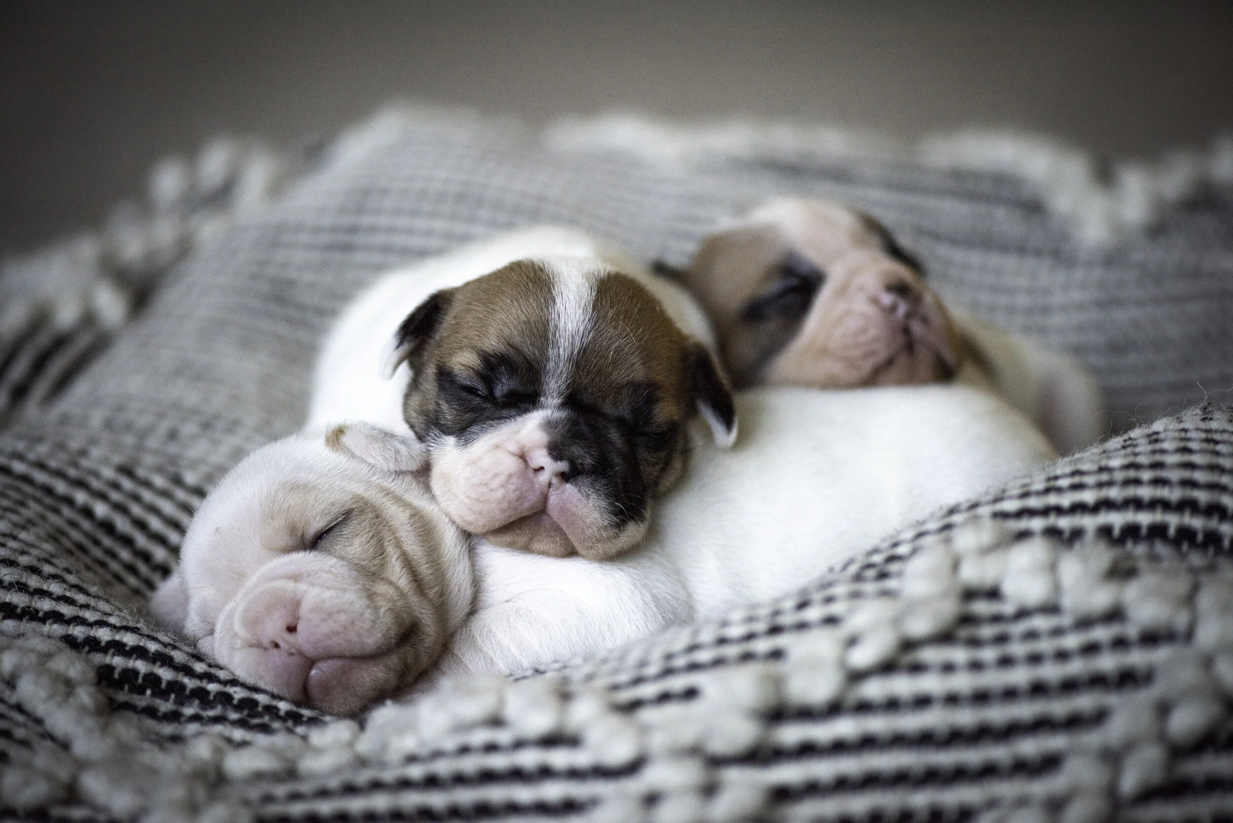 frenchie jan 10 2020 web-18.jpg