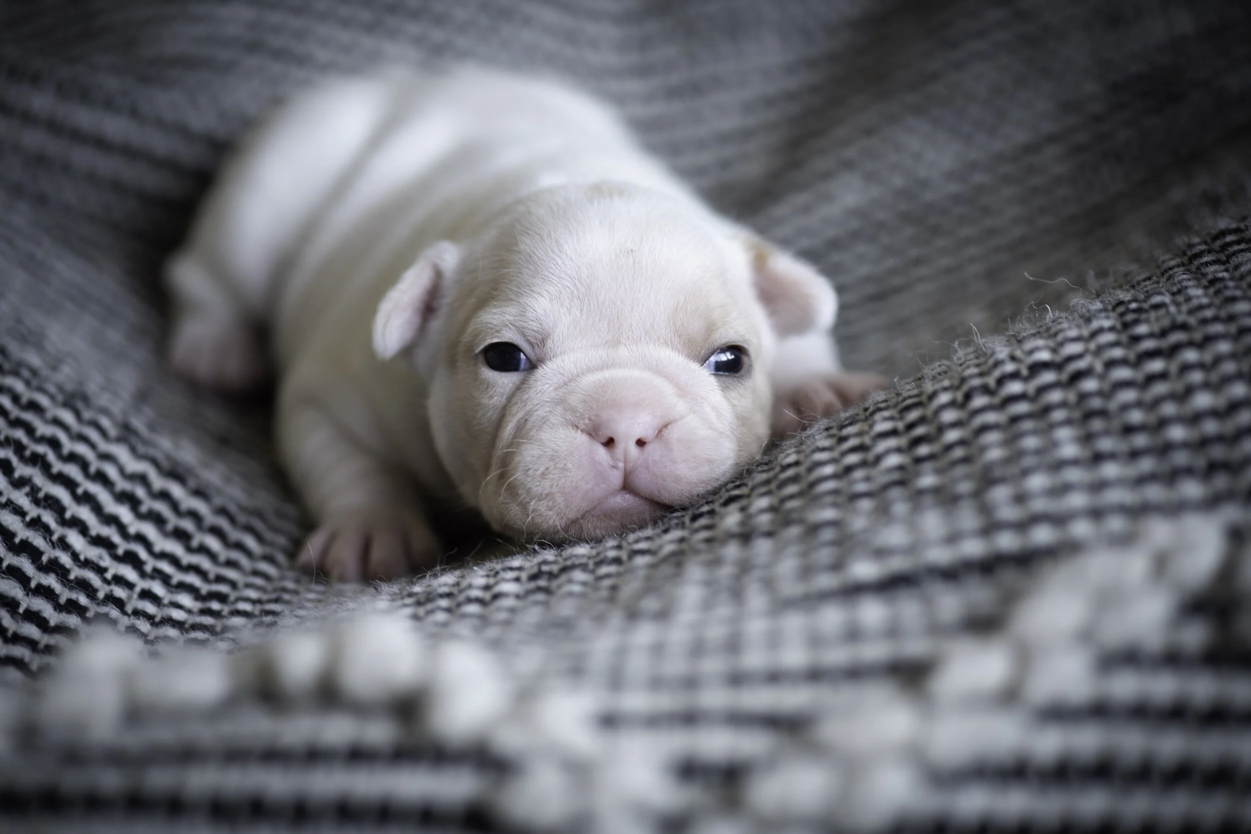 frenchie jan 10 2020 web.jpg