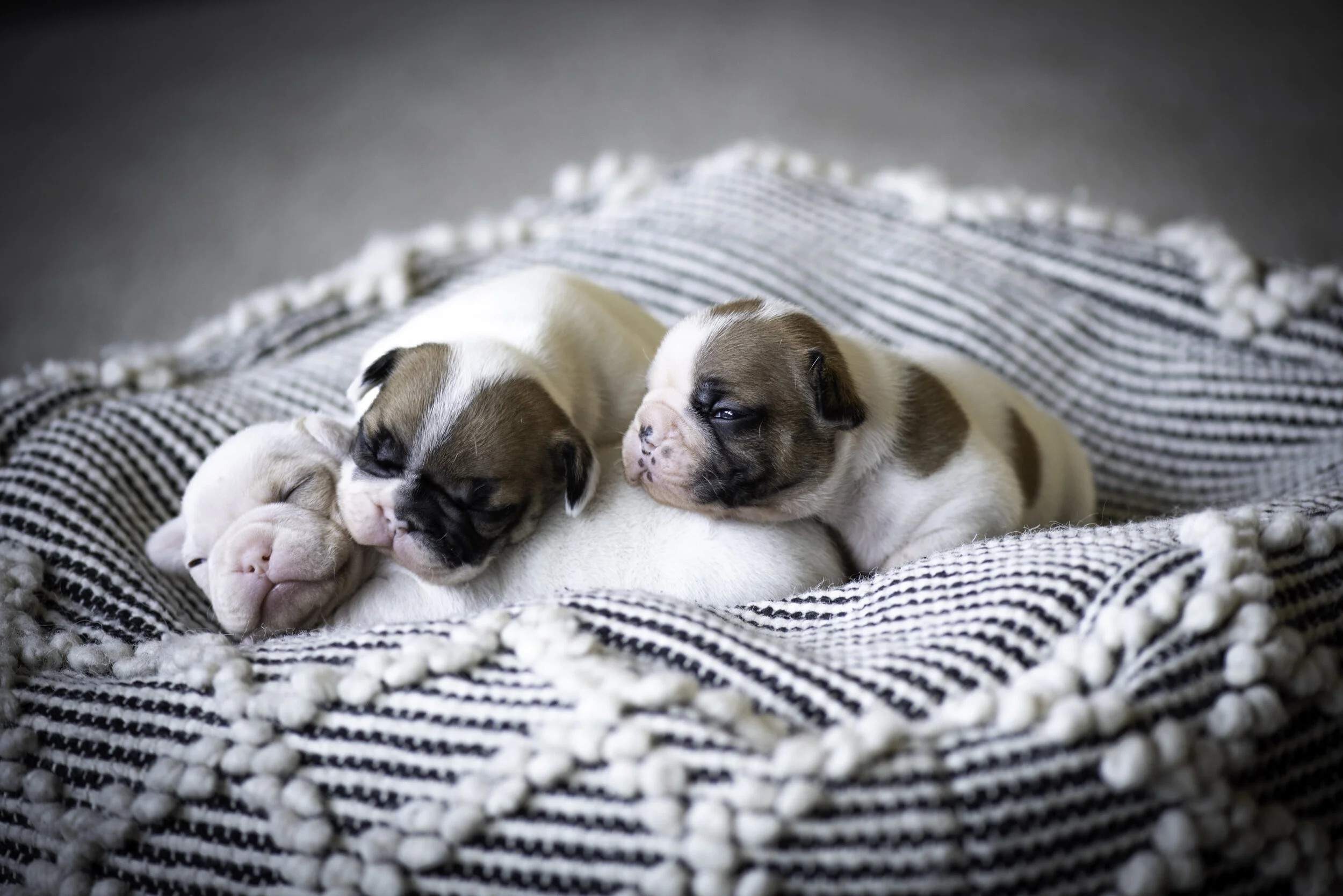 frenchie jan 10 2020 web-19.jpg