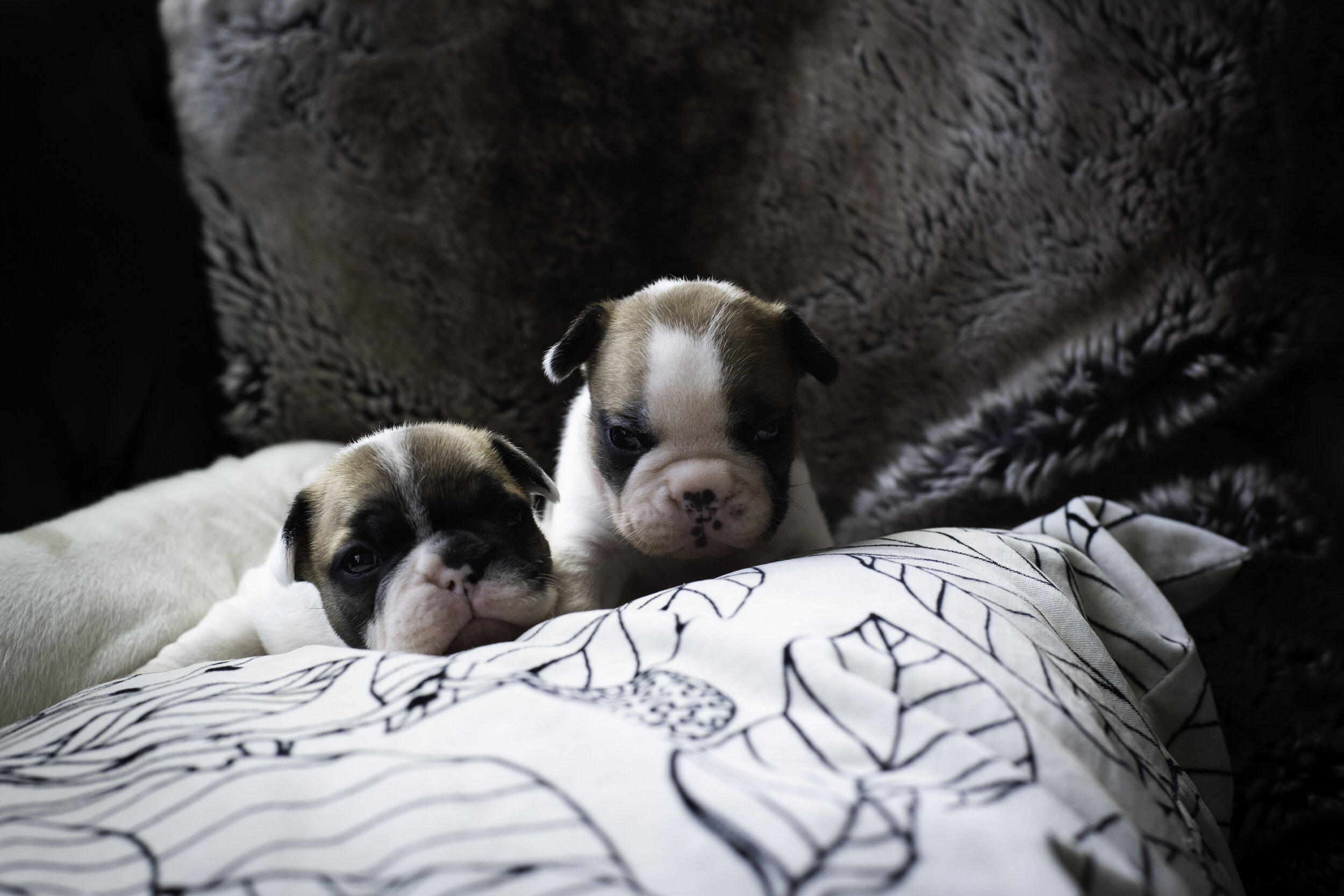 frenchie jan 13 2020 WEB-6.jpg