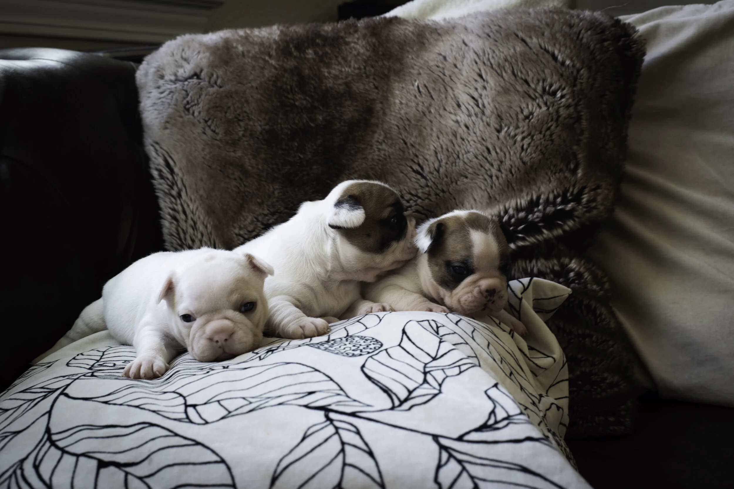 frenchie jan 13 2020 WEB.jpg