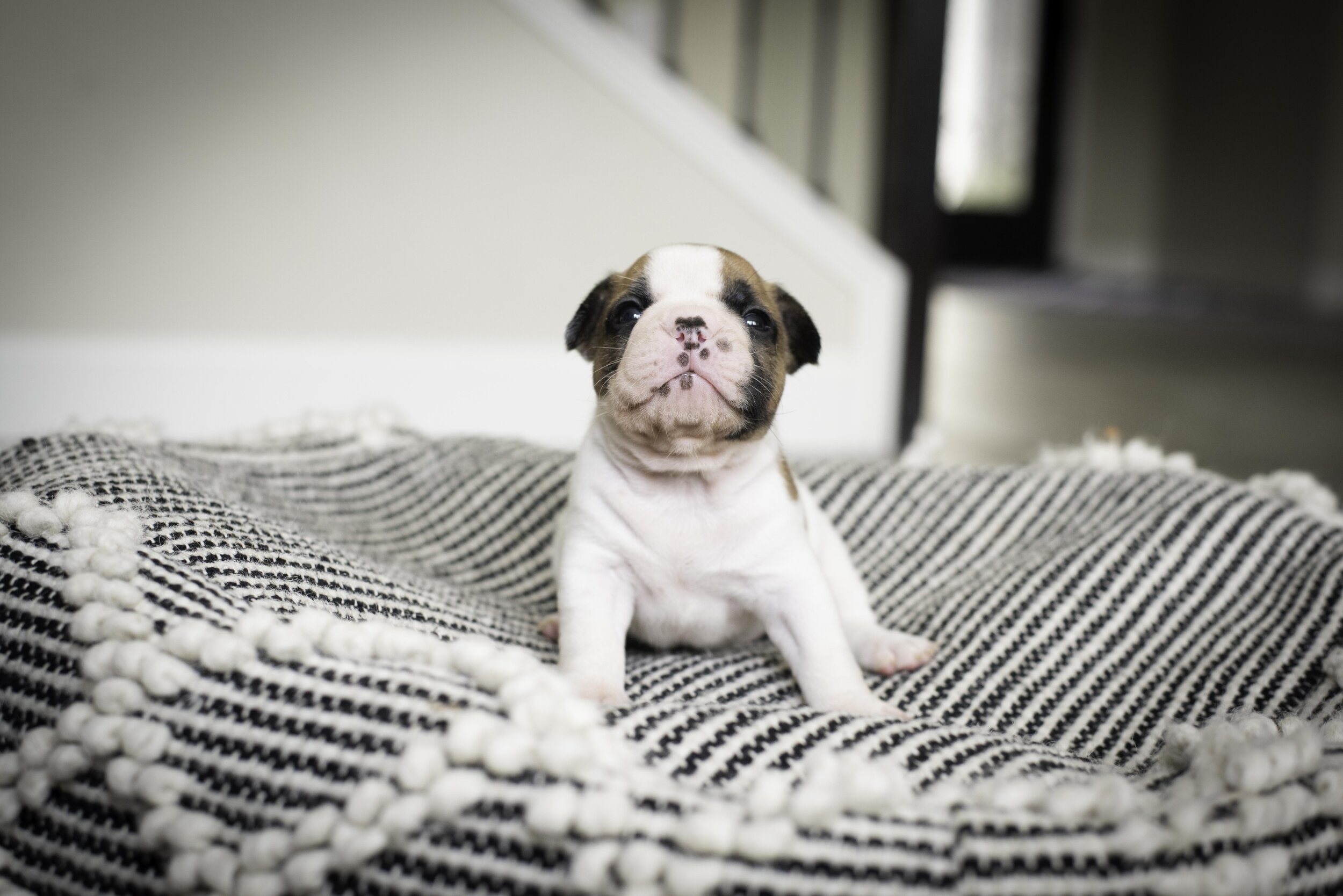 frenchie jan 17 2020 web-29.jpg