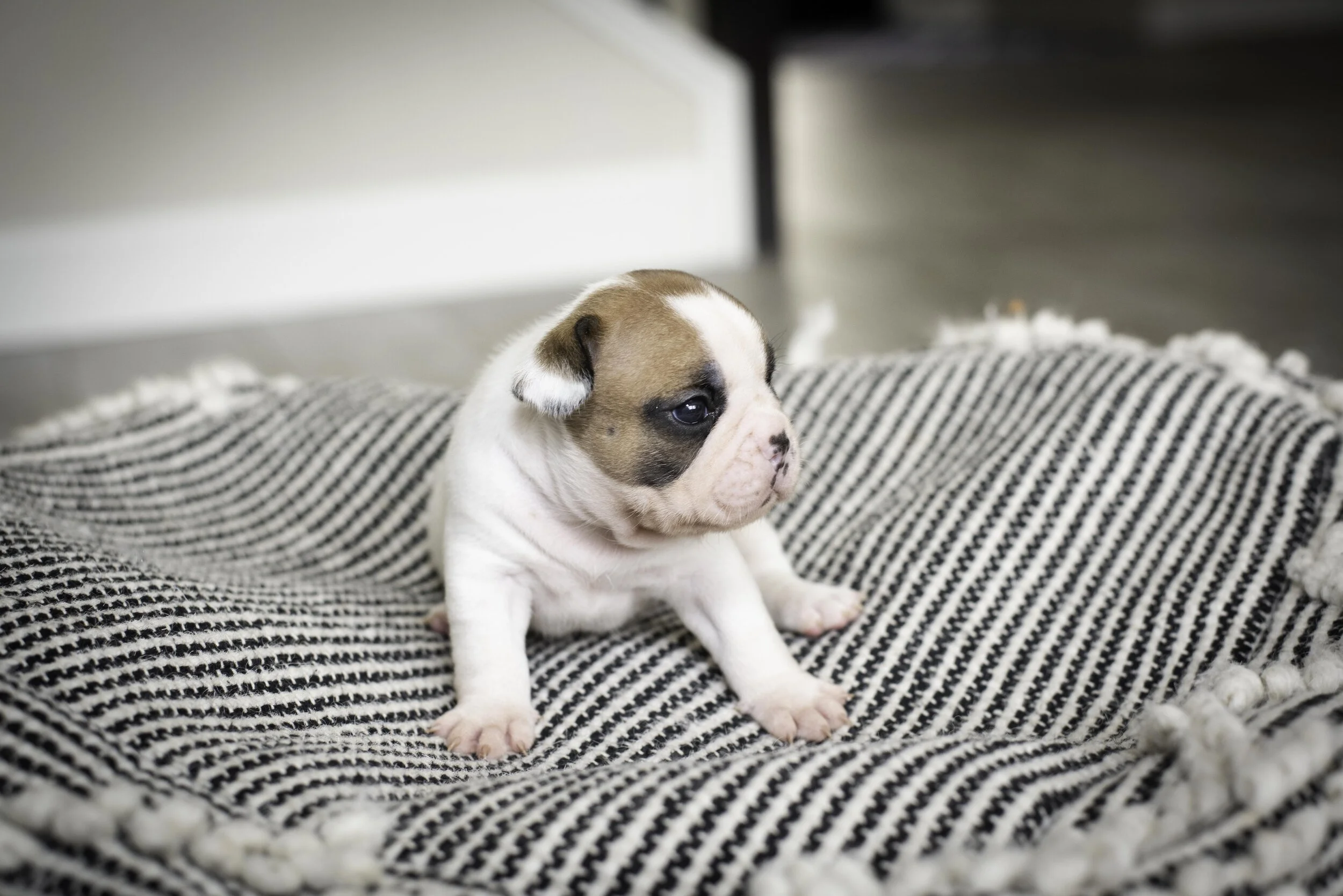 frenchie jan 17 2020 web-31.jpg