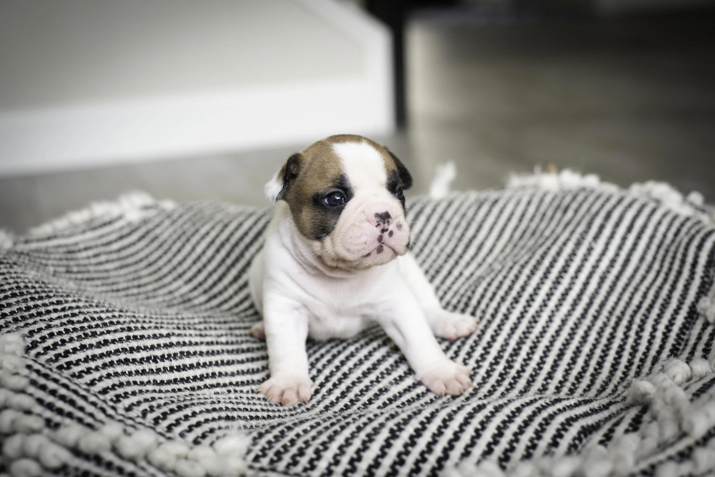 frenchie jan 17 2020 web-30.jpg