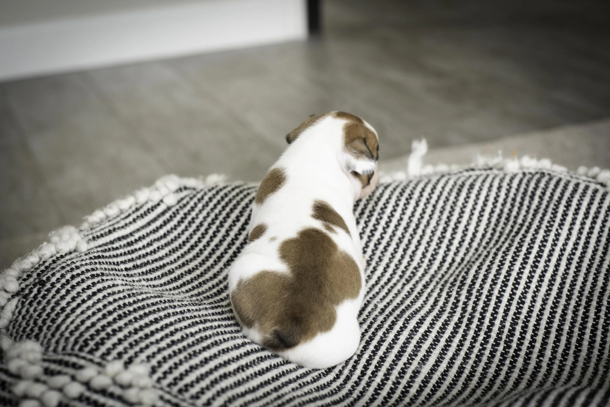 frenchie jan 17 2020 web-34.jpg