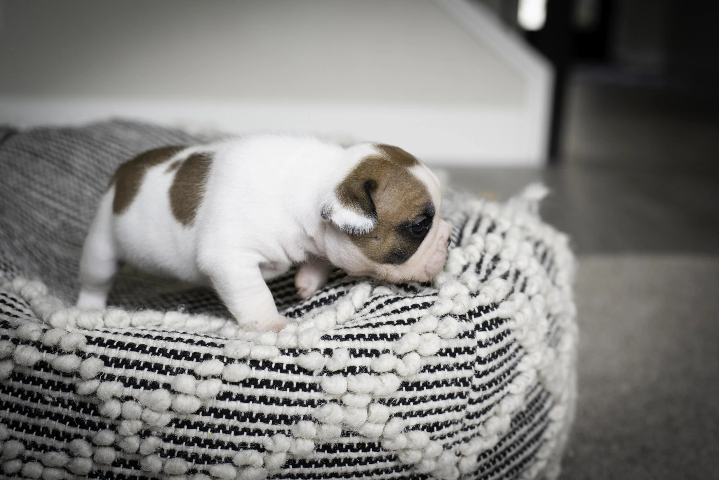 frenchie jan 17 2020 web-36.jpg