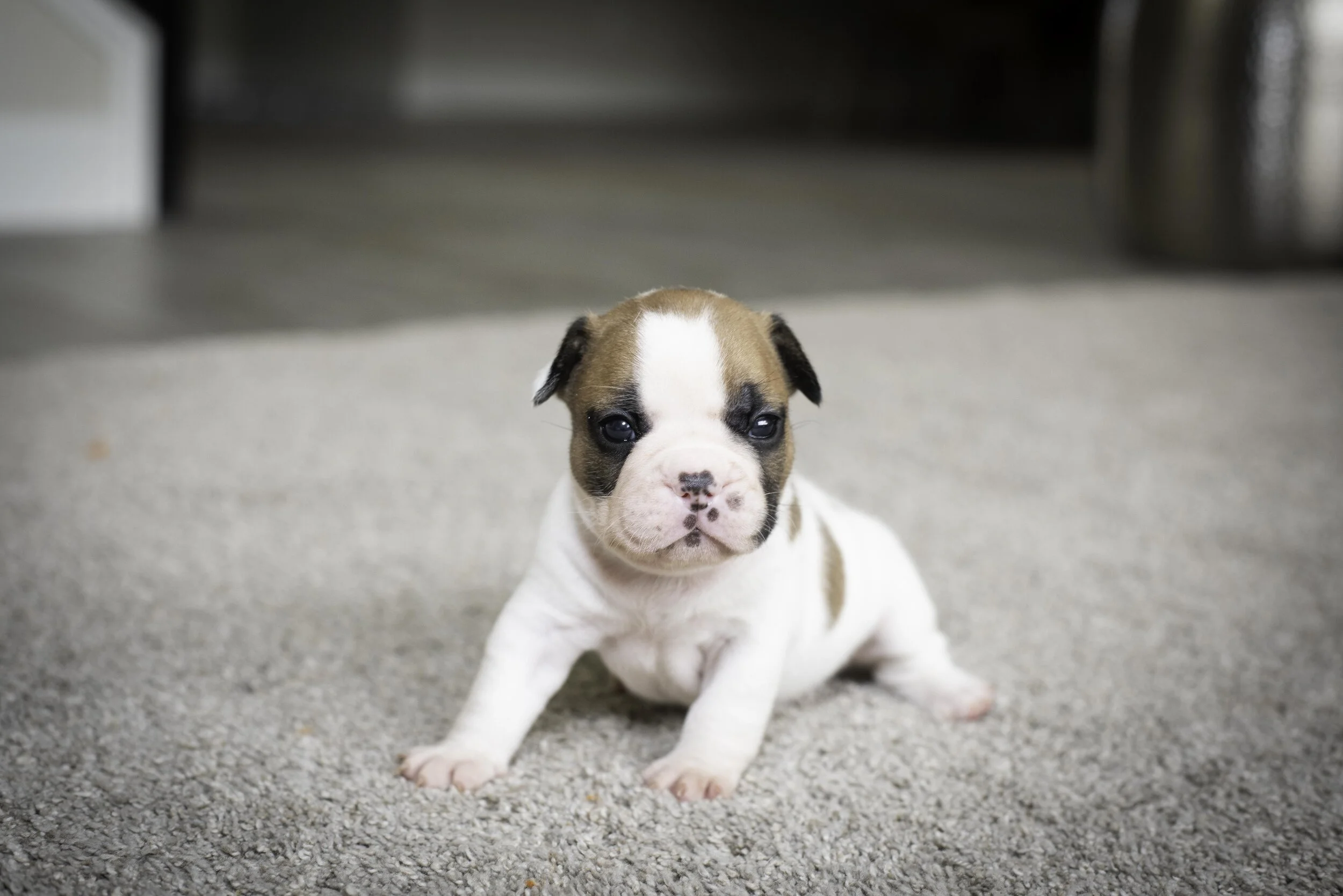 frenchie jan 17 2020 web-38.jpg