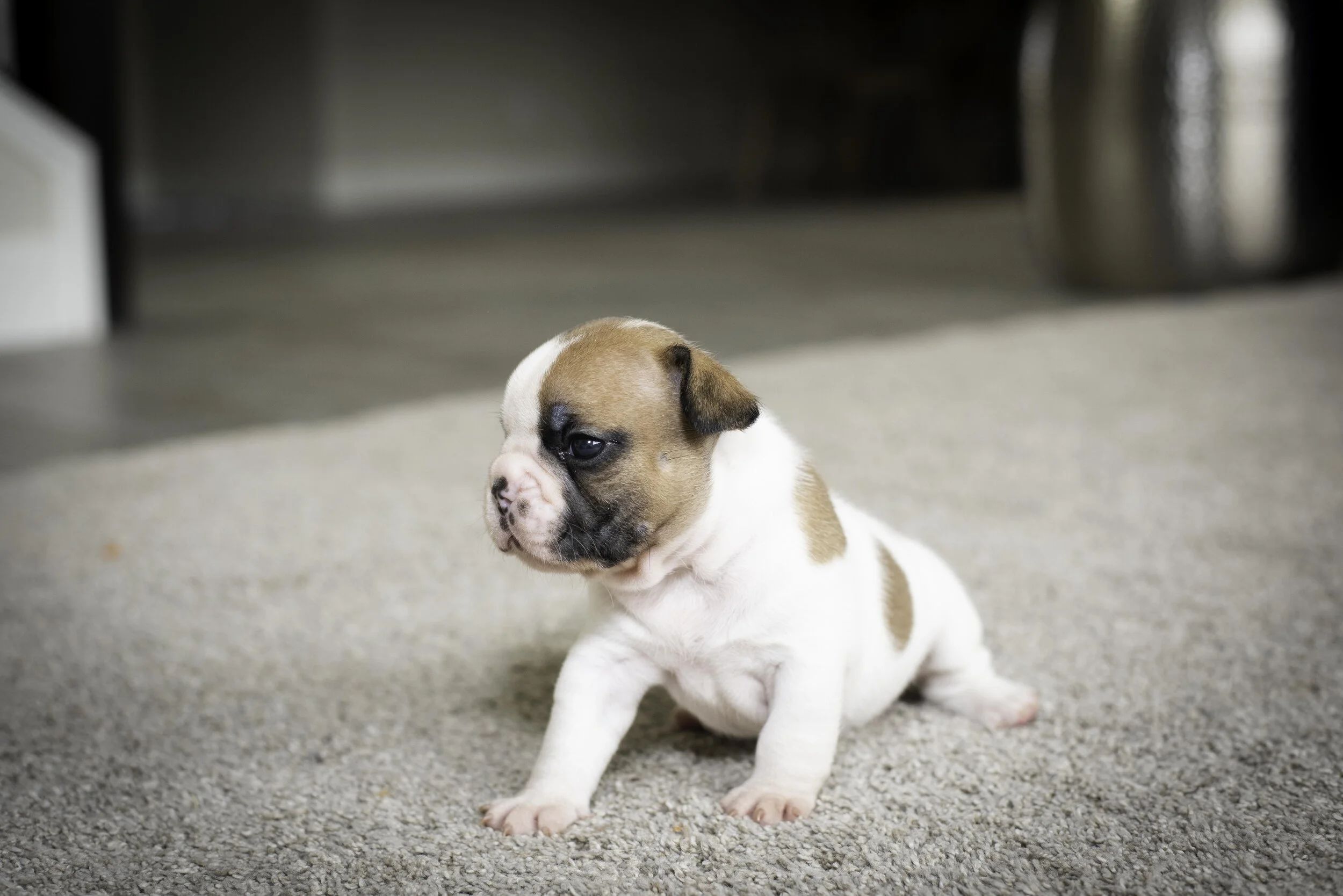 frenchie jan 17 2020 web-39.jpg