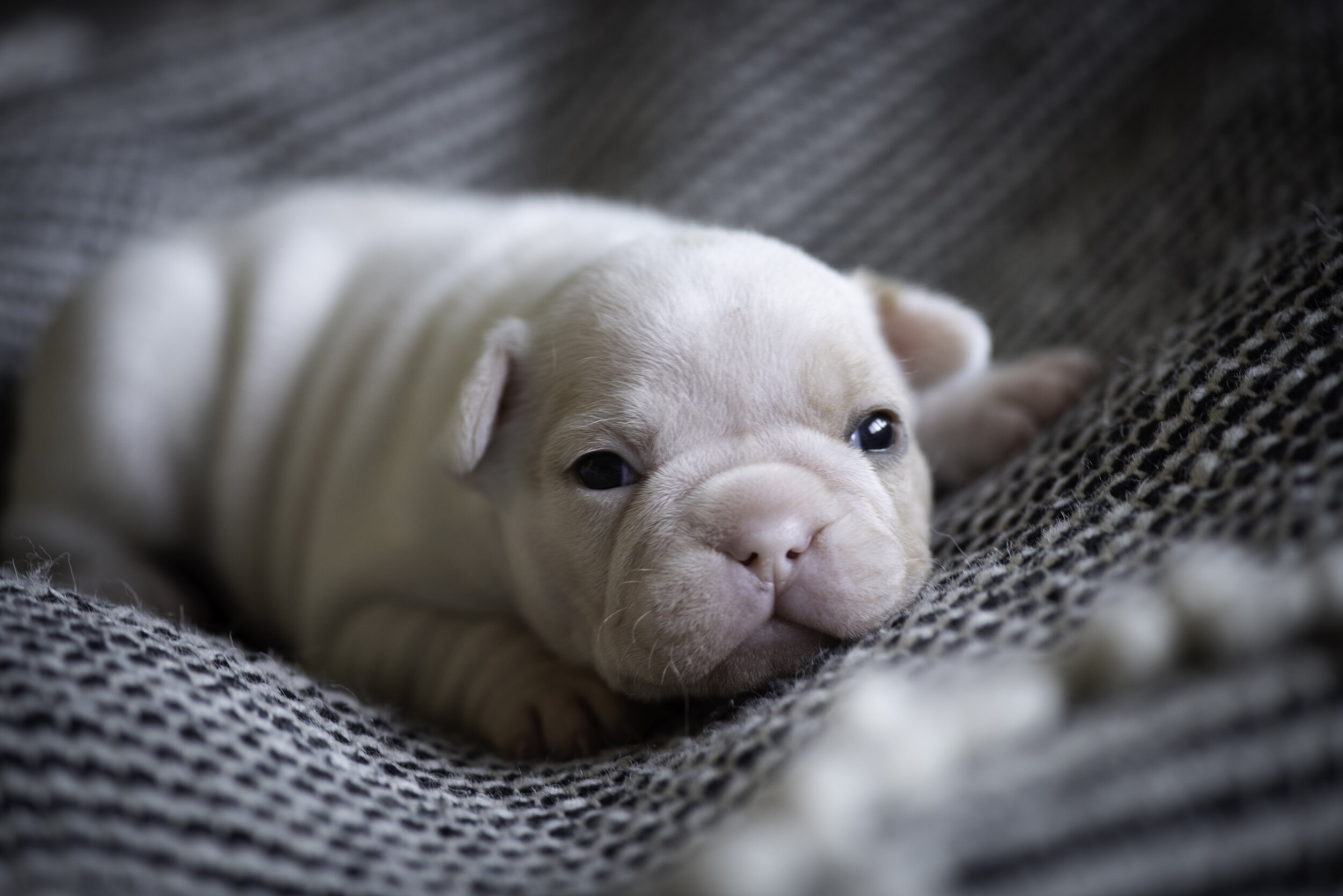 frenchie jan 10 2020 web-3.jpg