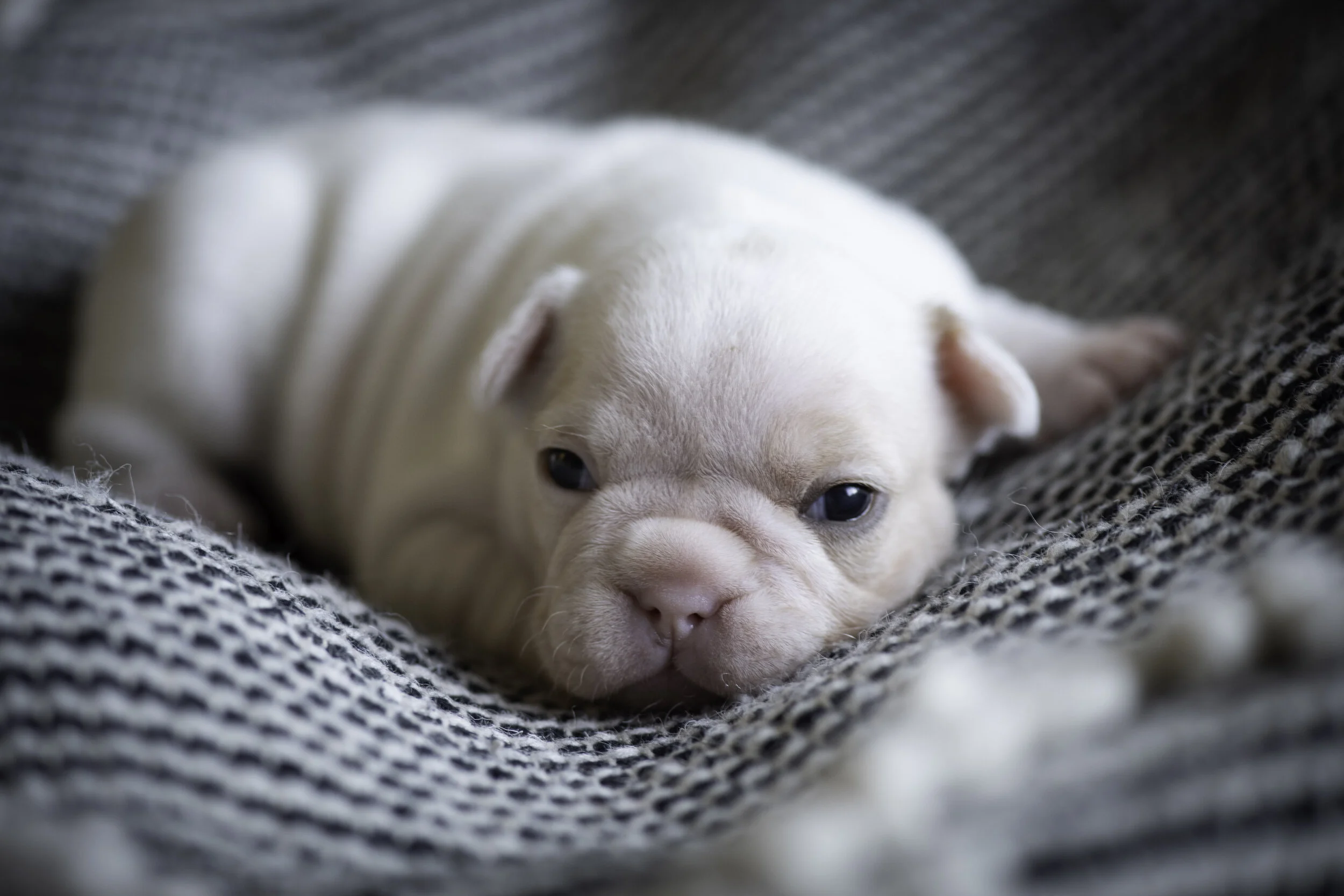 frenchie jan 10 2020 web-2.jpg