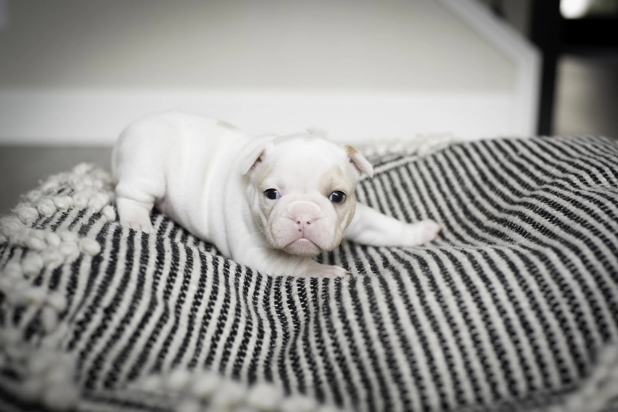 frenchie jan 17 2020 web-16.jpg