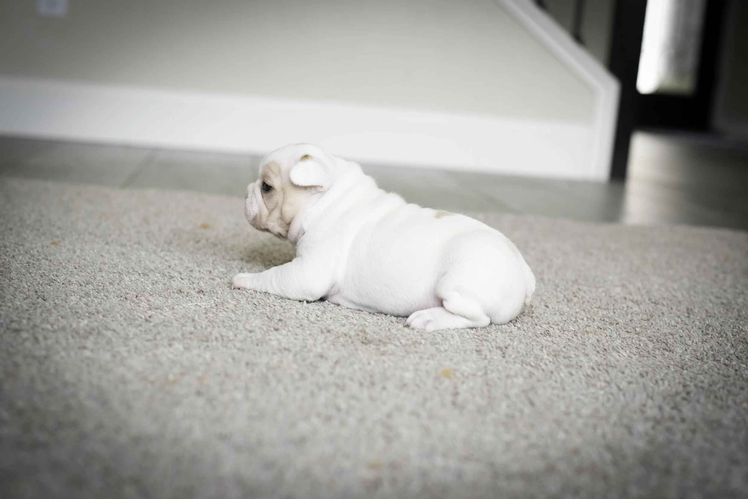 frenchie jan 17 2020 web-22.jpg