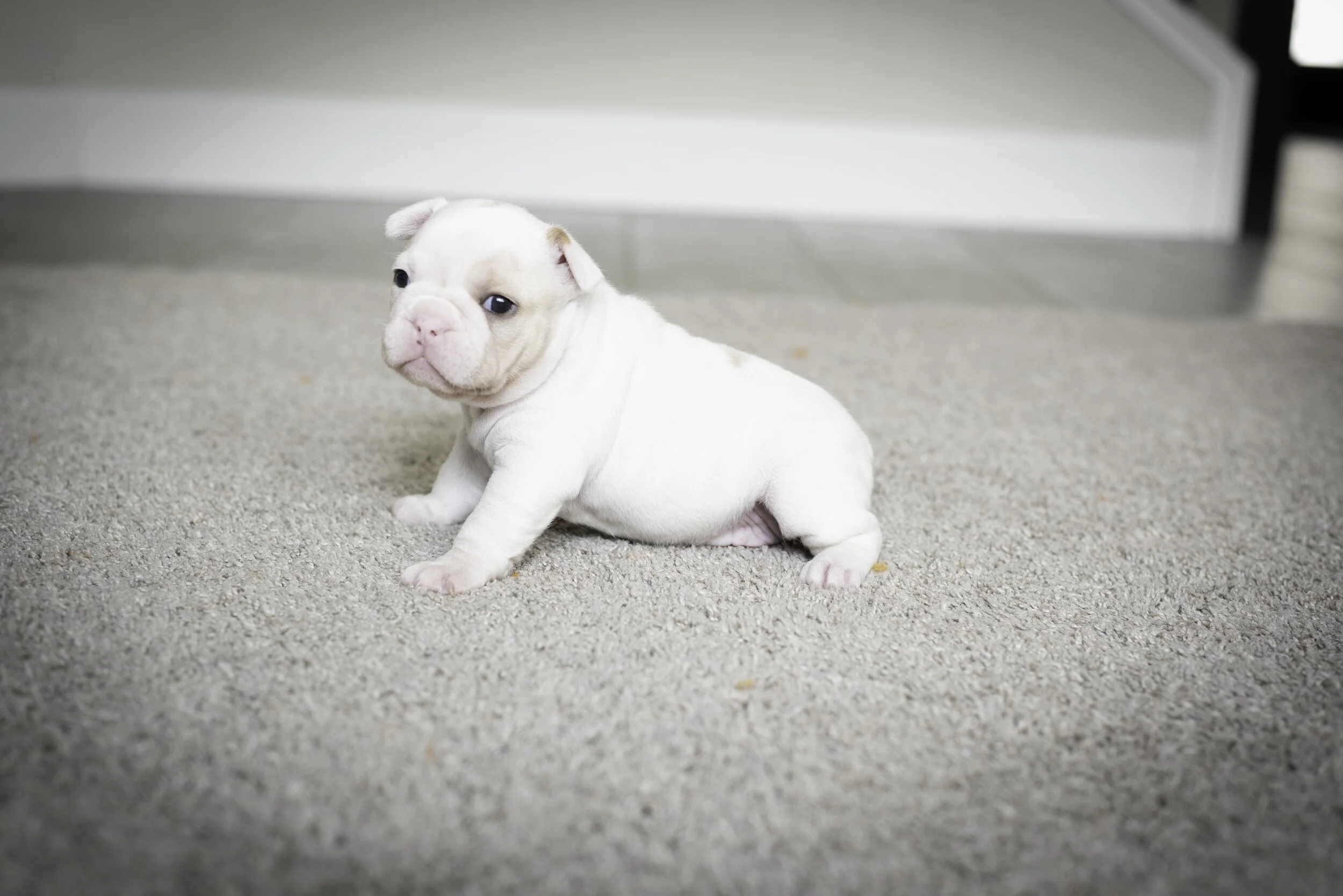 frenchie jan 17 2020 web-27.jpg