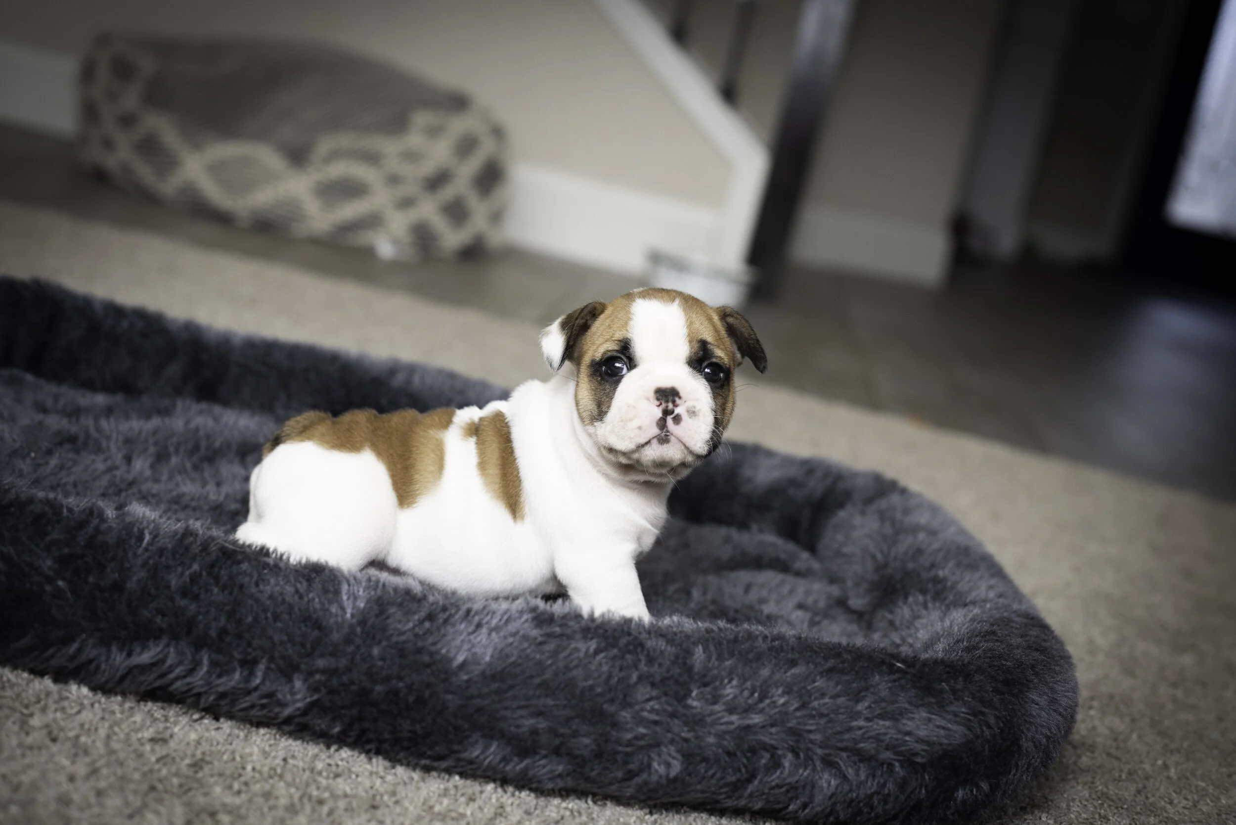 frenchie jan 26 2020 web-4.jpg