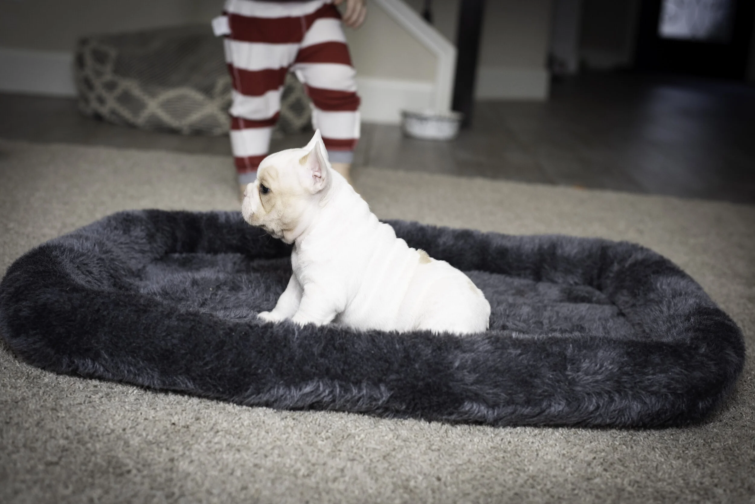 frenchie jan 26 2020 web-6.jpg