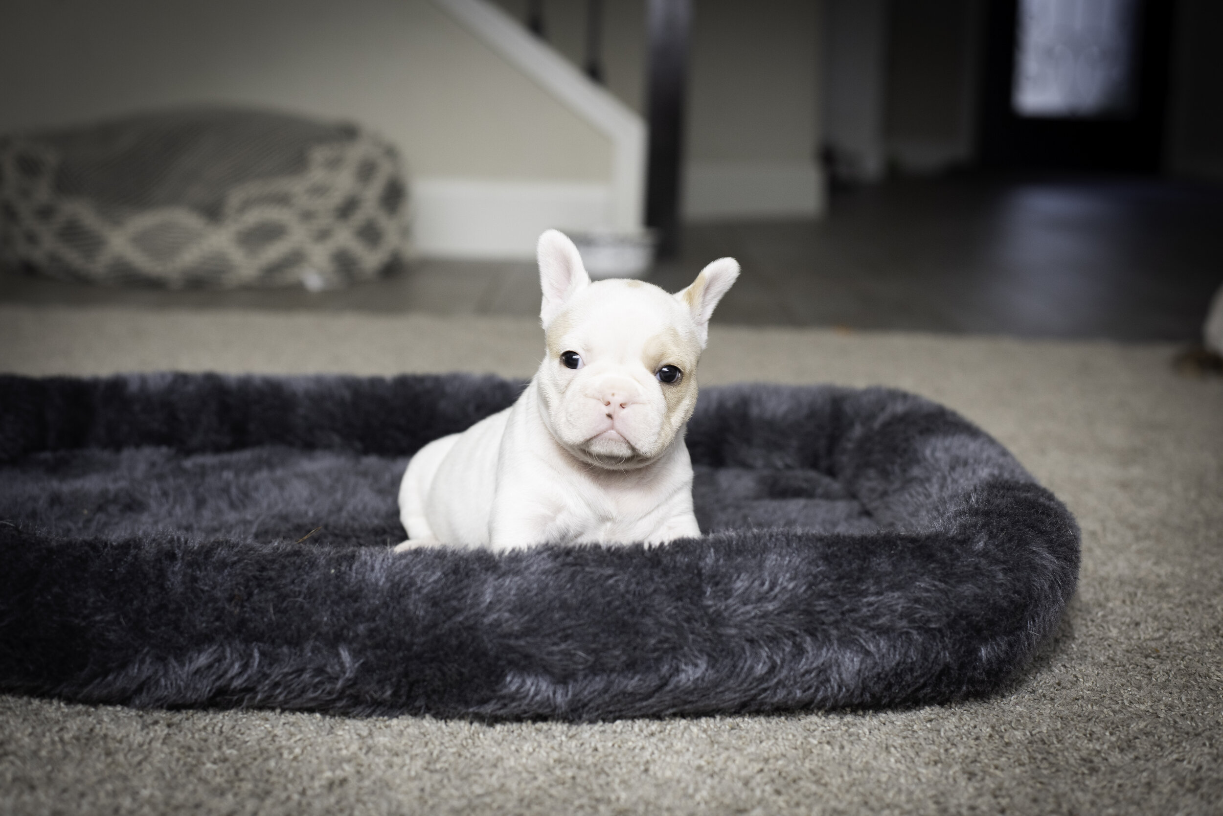 frenchie jan 26 2020 web-8.jpg