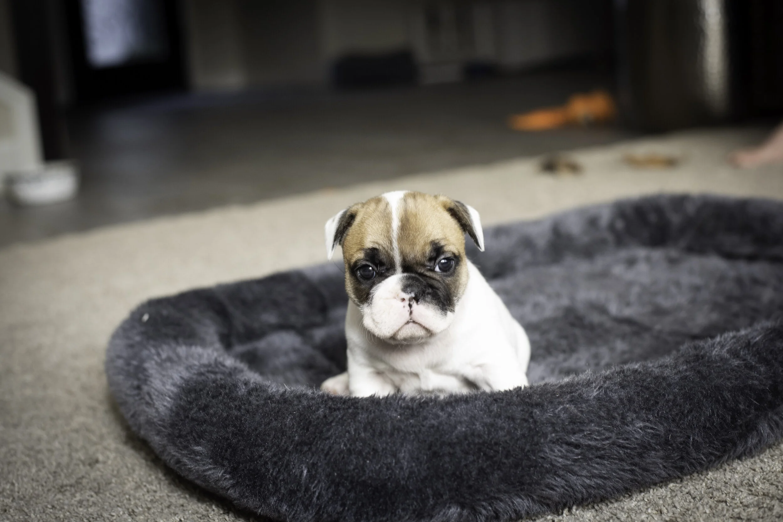 frenchie jan 26 2020 web-12.jpg