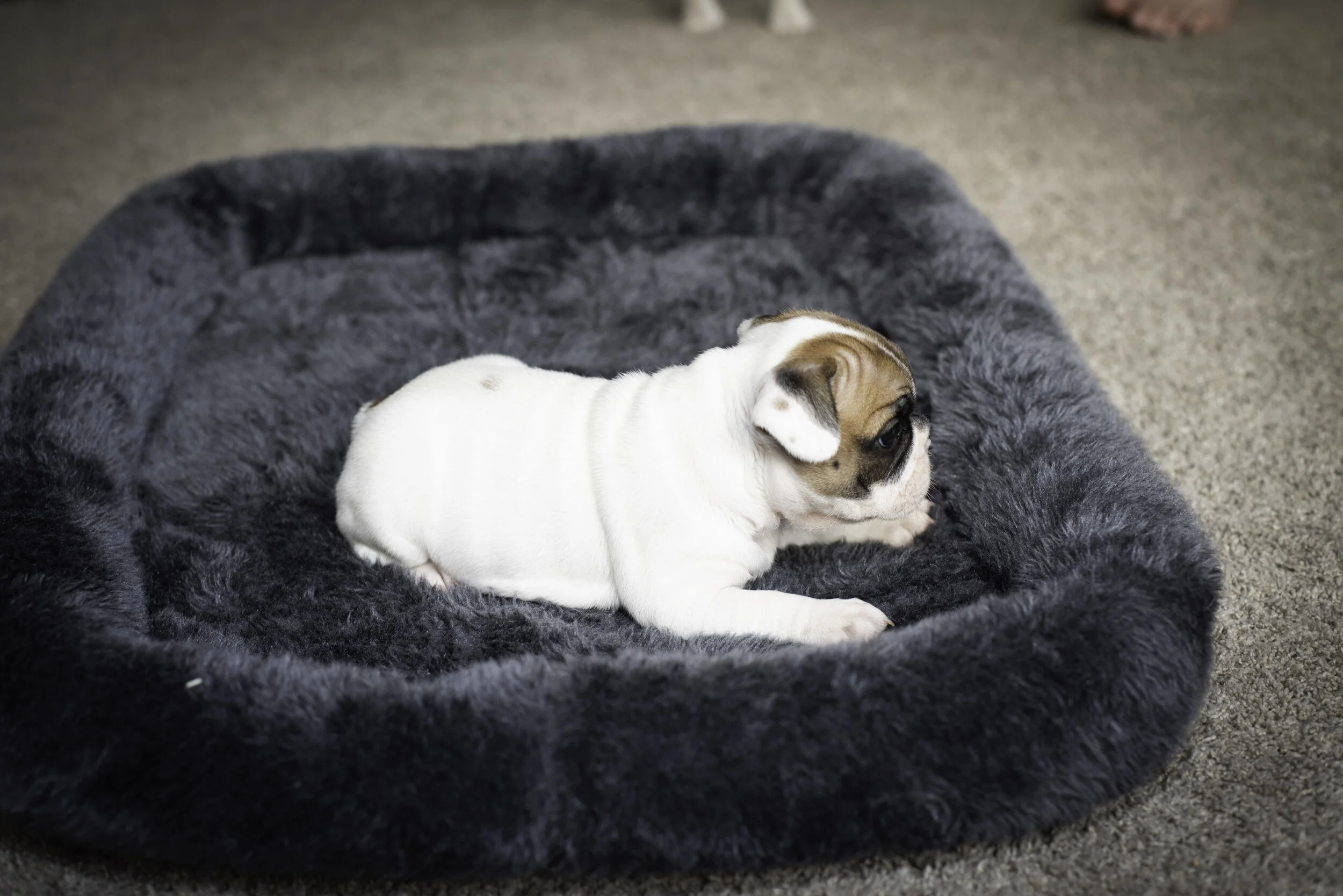 frenchie jan 26 2020 web-15.jpg