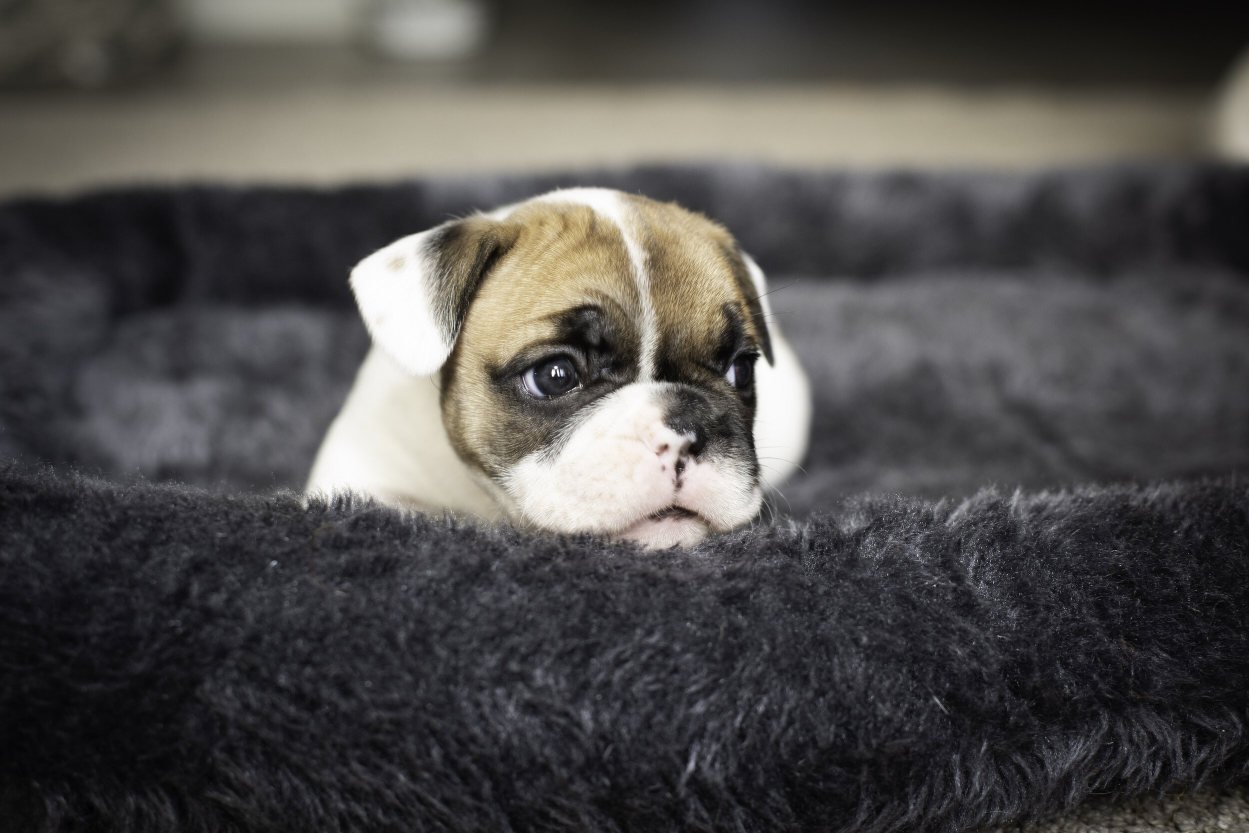 frenchie jan 26 2020 web-14.jpg