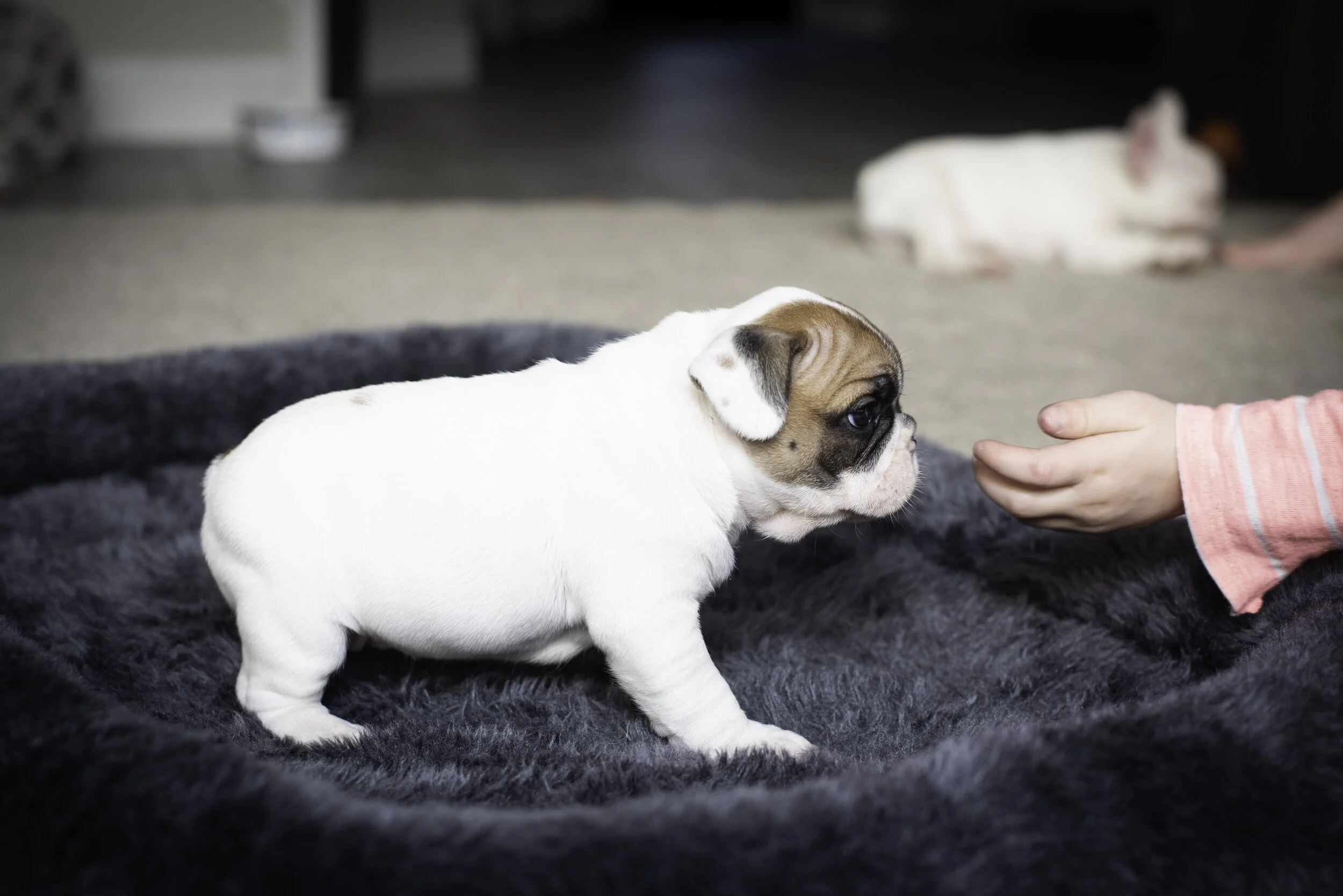 frenchie jan 26 2020 web-16.jpg