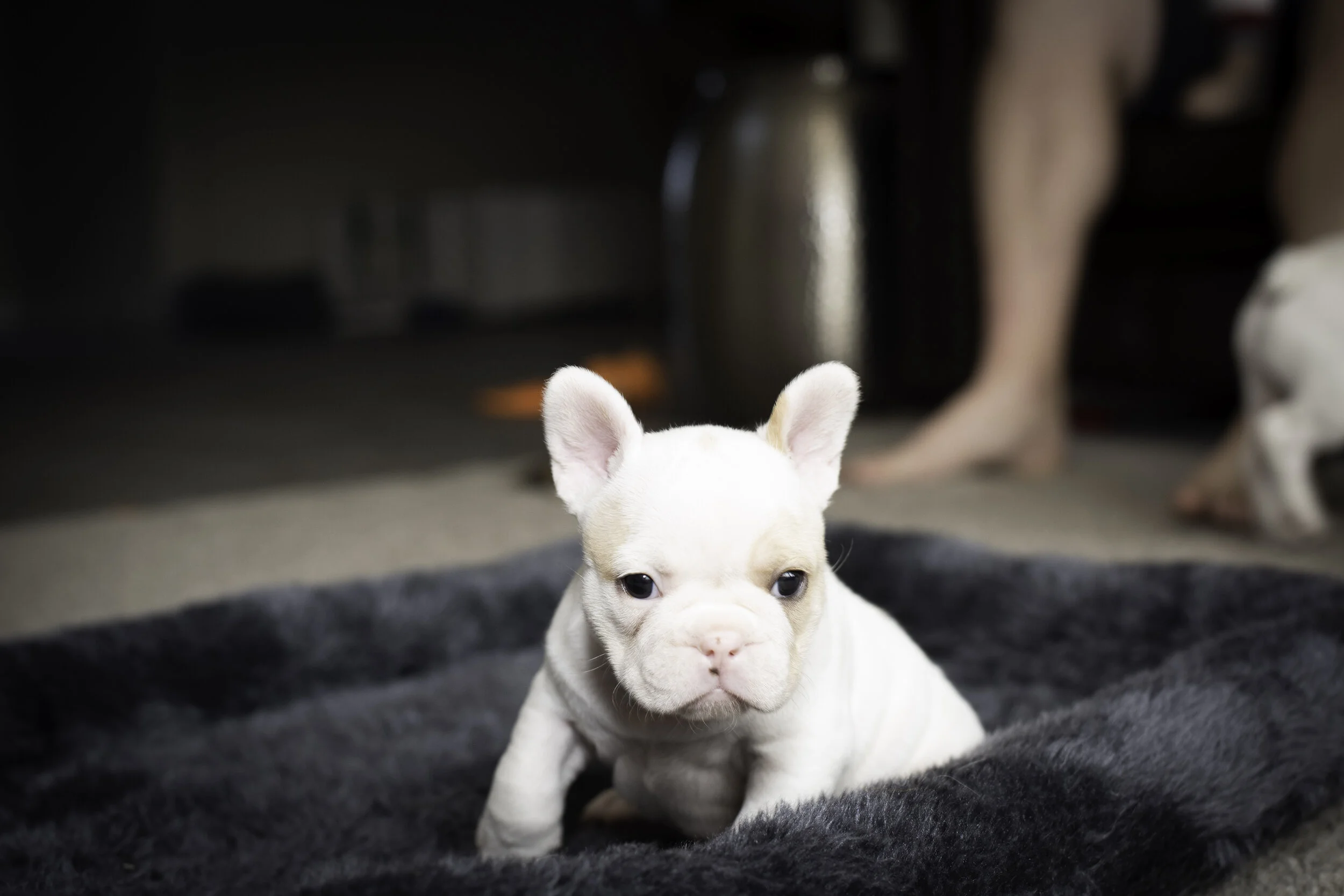 frenchie jan 26 2020 web-7.jpg