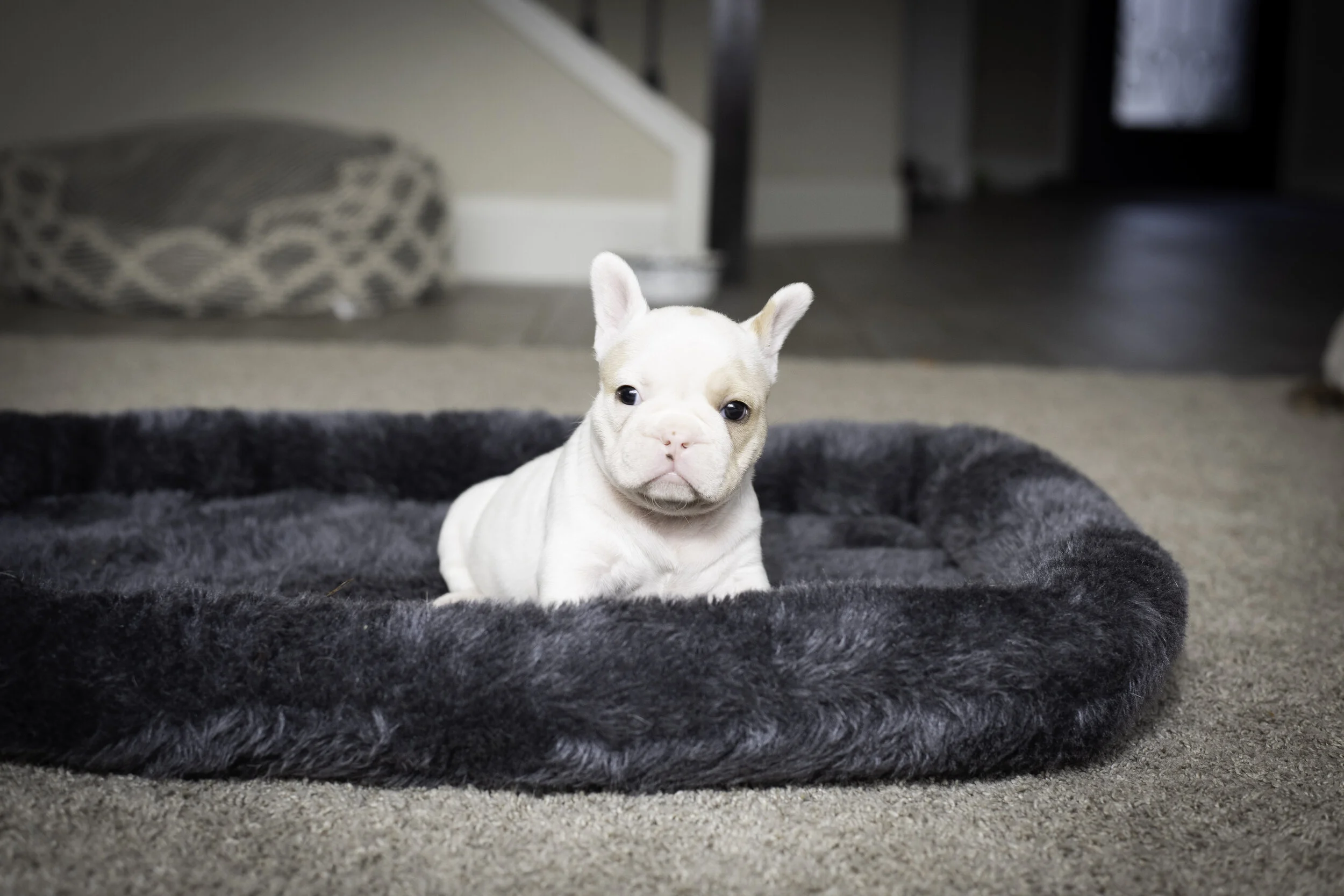 frenchie jan 26 2020 web-8.jpg