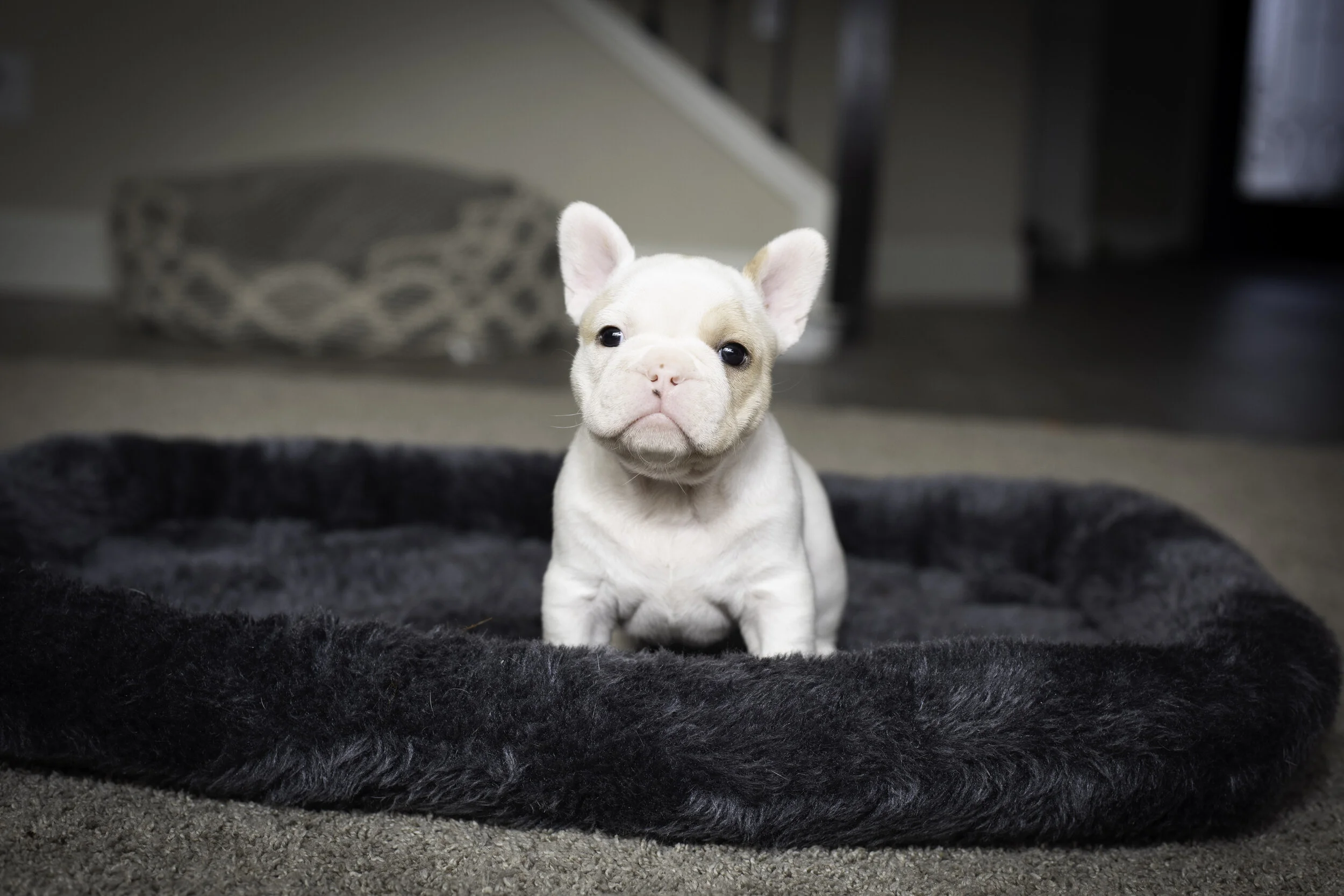 frenchie jan 26 2020 web-9.jpg