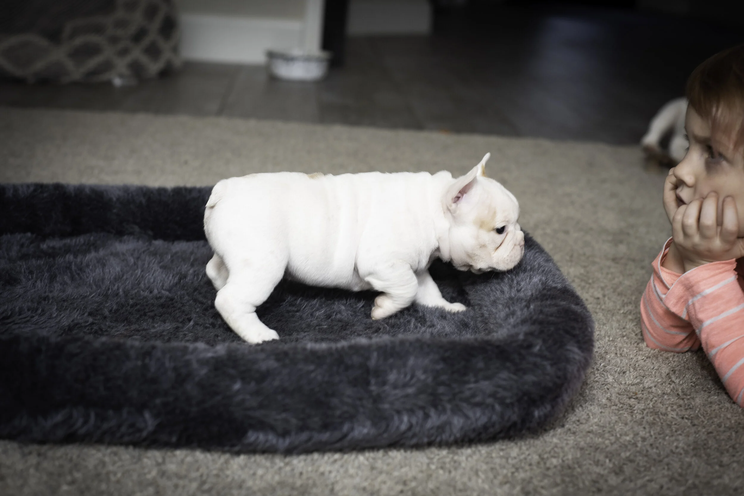 frenchie jan 26 2020 web-10.jpg