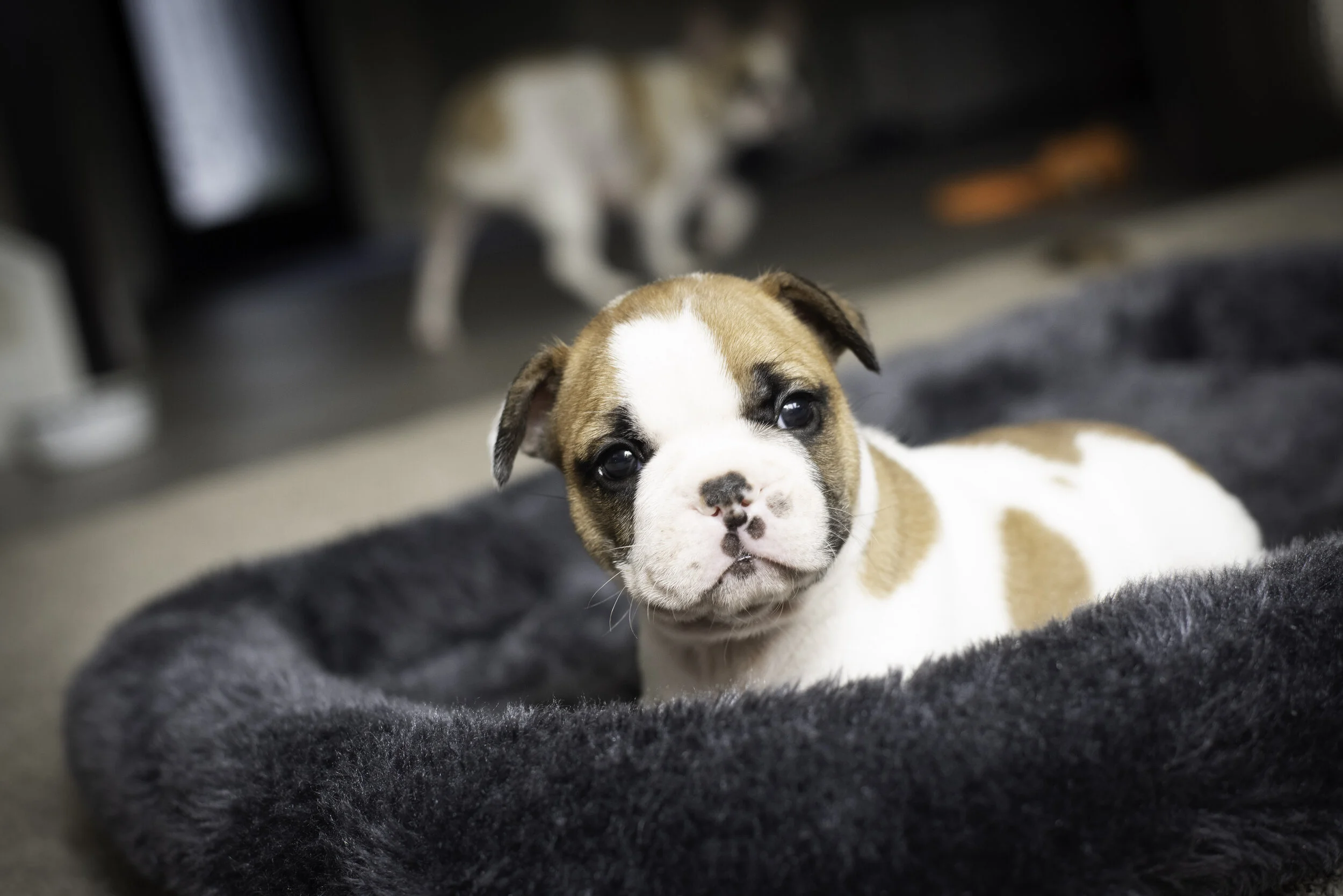 frenchie jan 26 2020 web-2.jpg