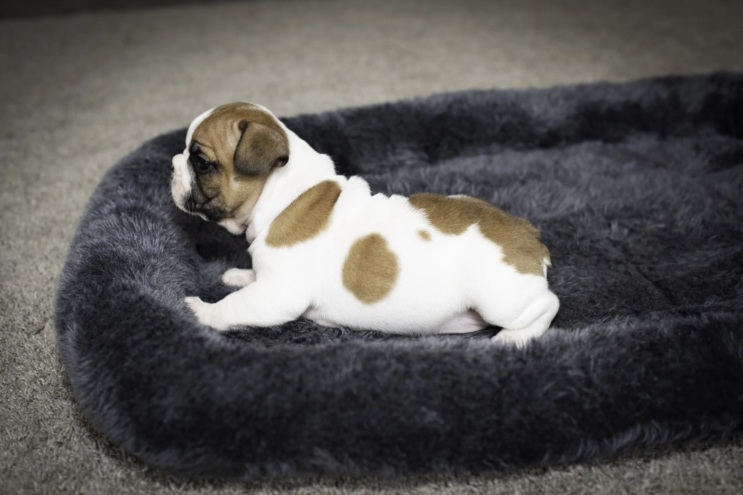 frenchie jan 26 2020 web-3.jpg