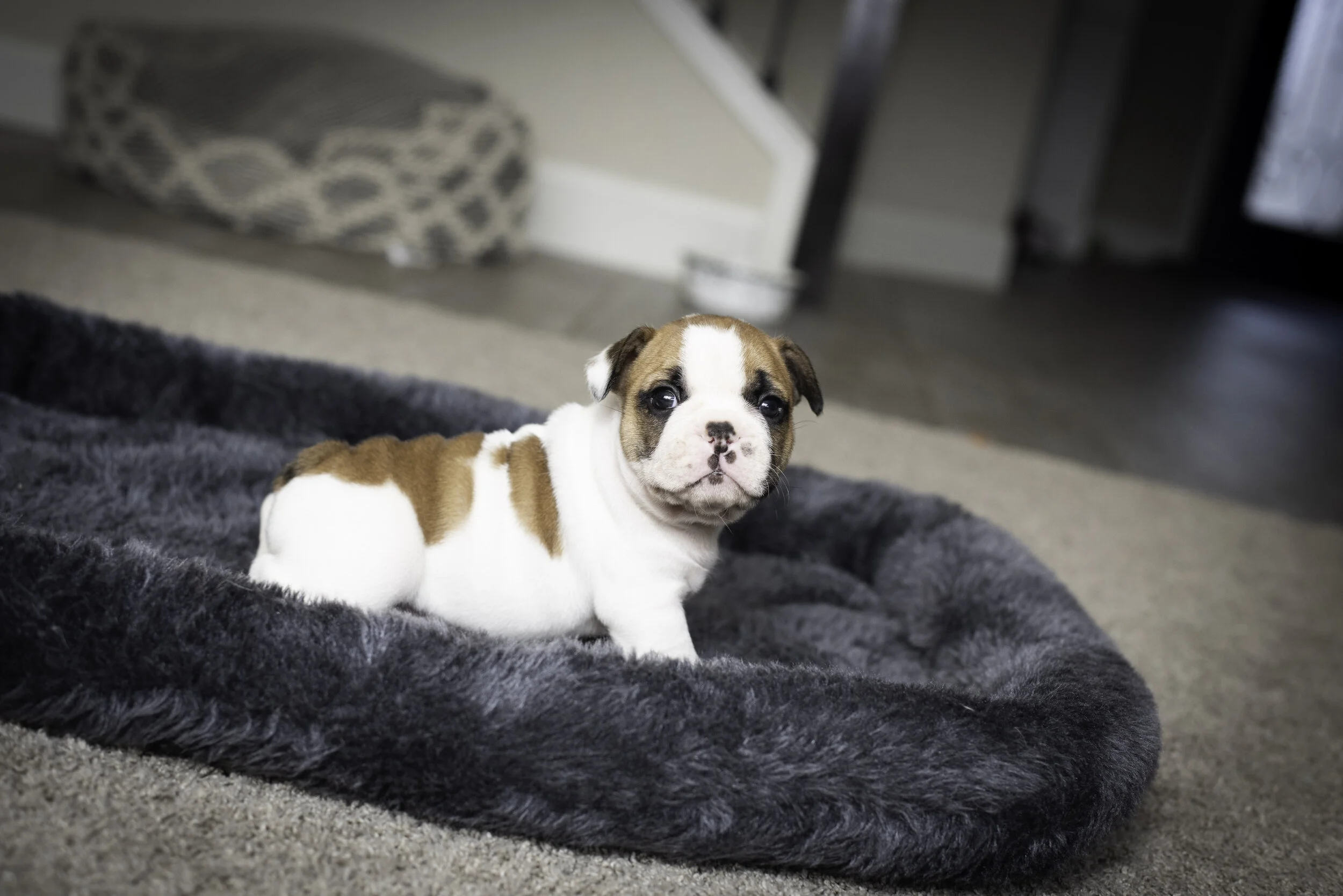 frenchie jan 26 2020 web-5.jpg