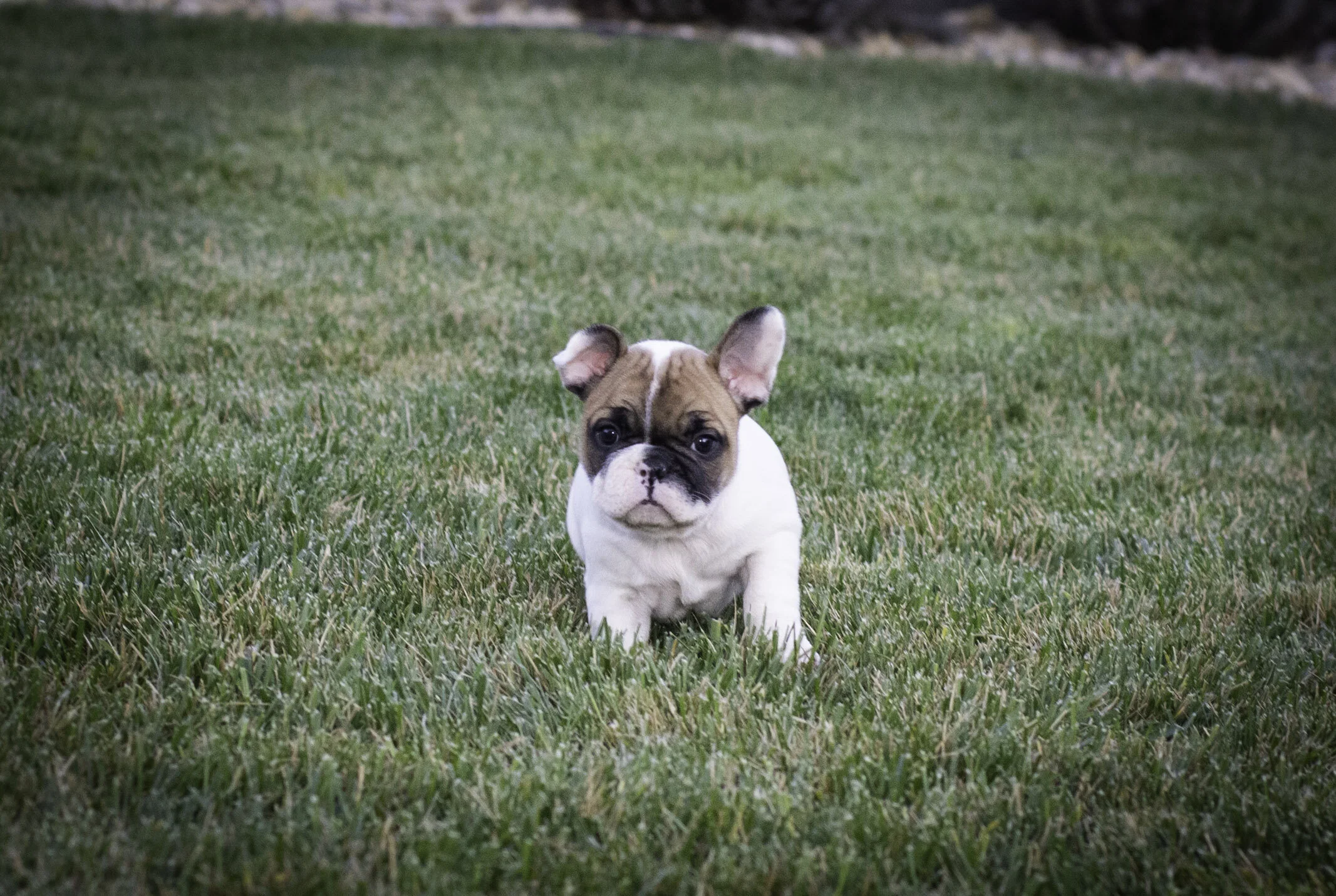 frenchie feb 5 2020 web-3.jpg