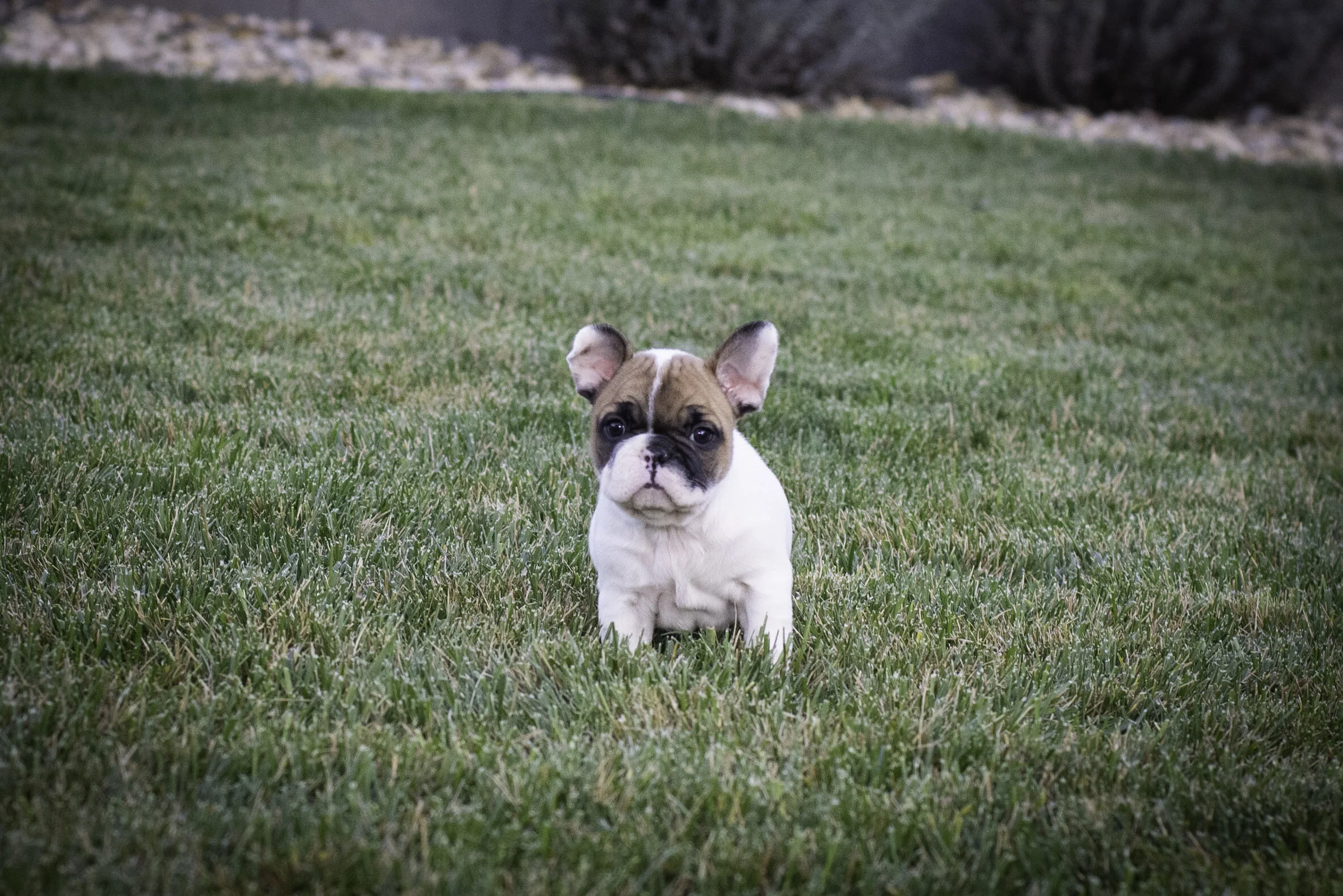 frenchie feb 5 2020 web-4.jpg