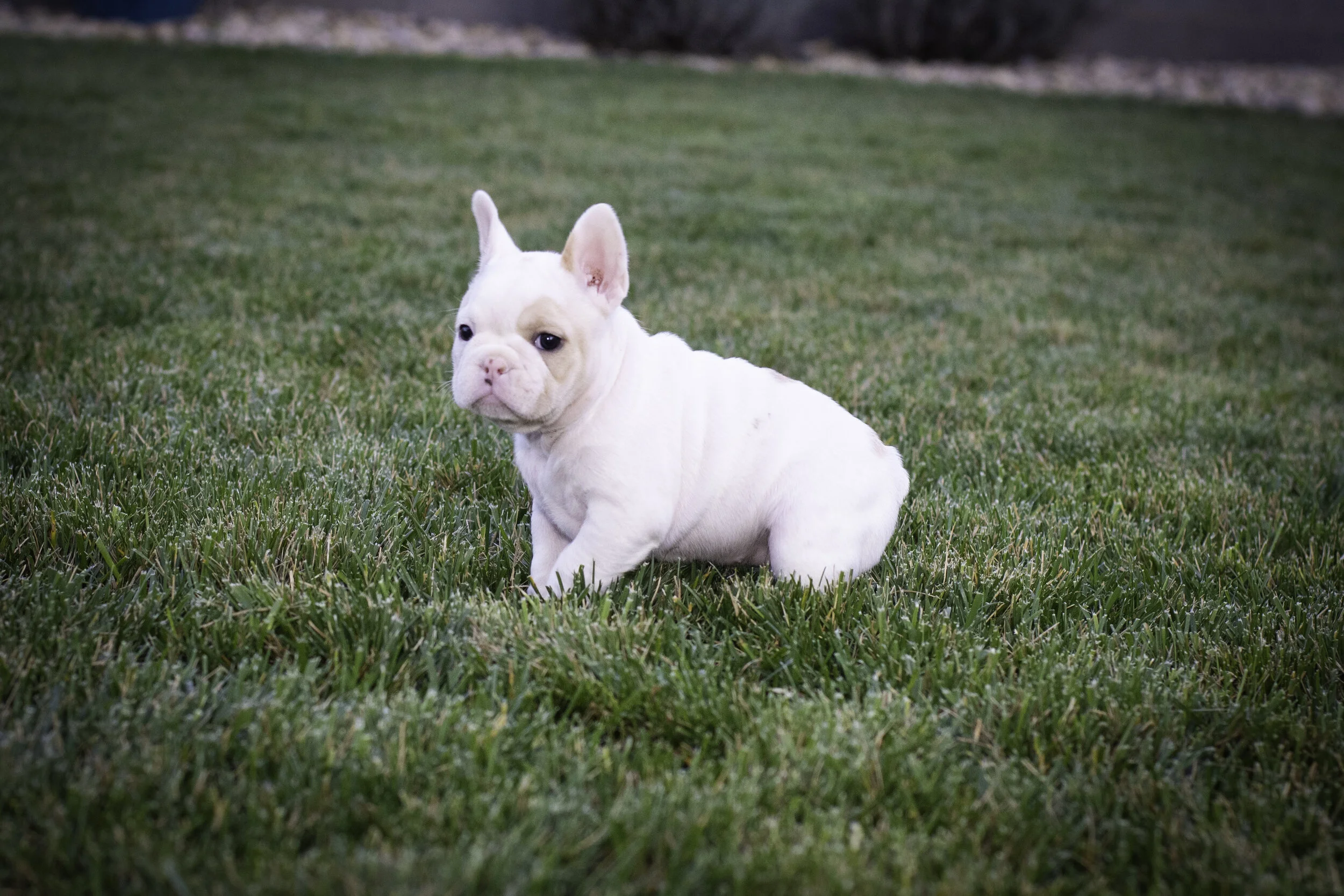 frenchie feb 5 2020 web-2.jpg