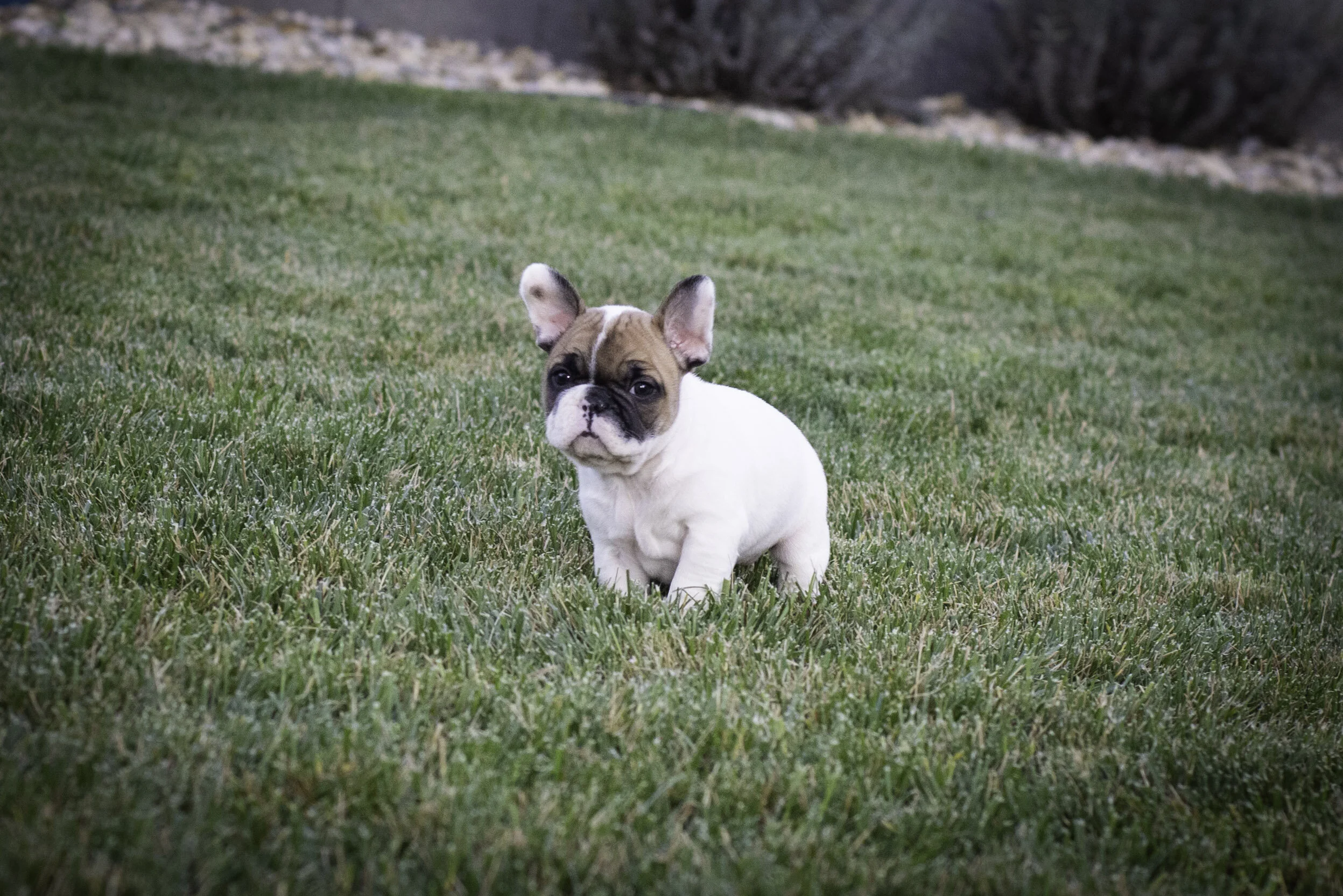 frenchie feb 5 2020 web-5.jpg