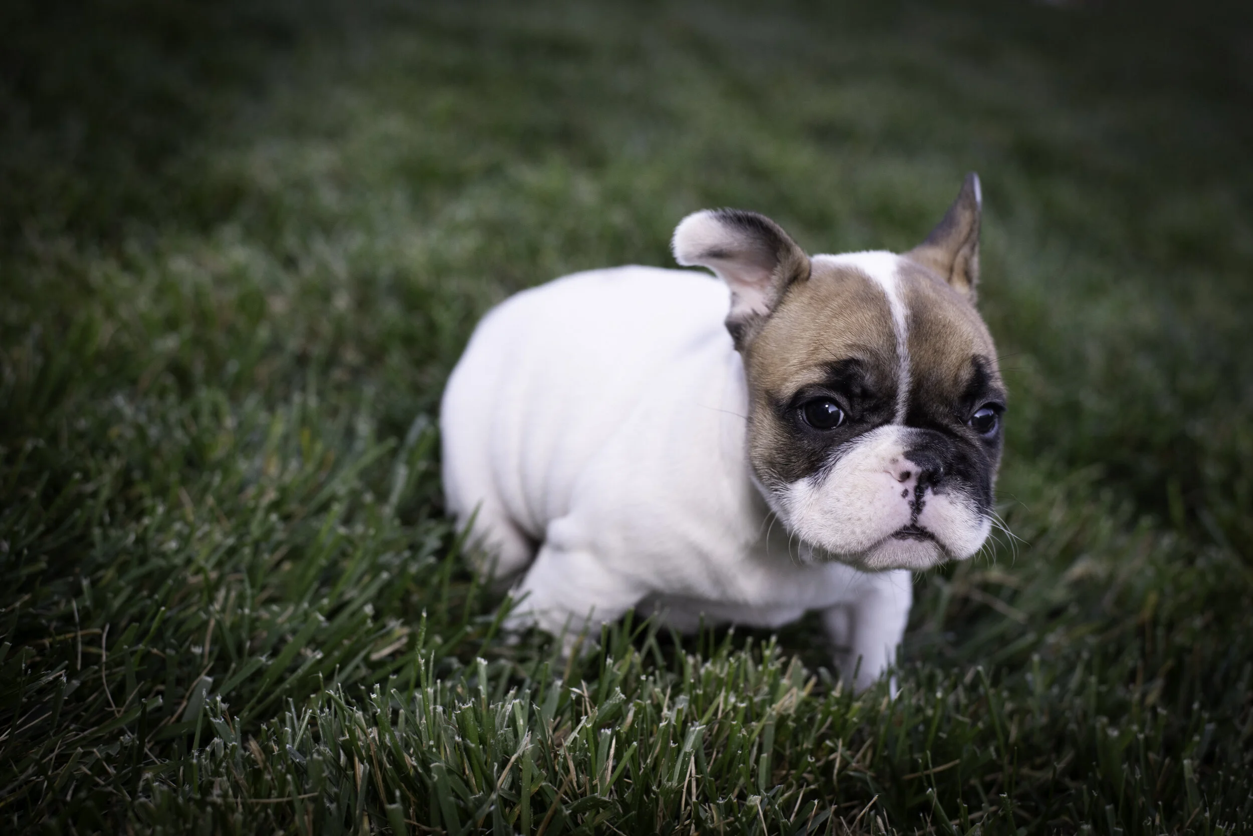 frenchie feb 5 2020 web-9.jpg